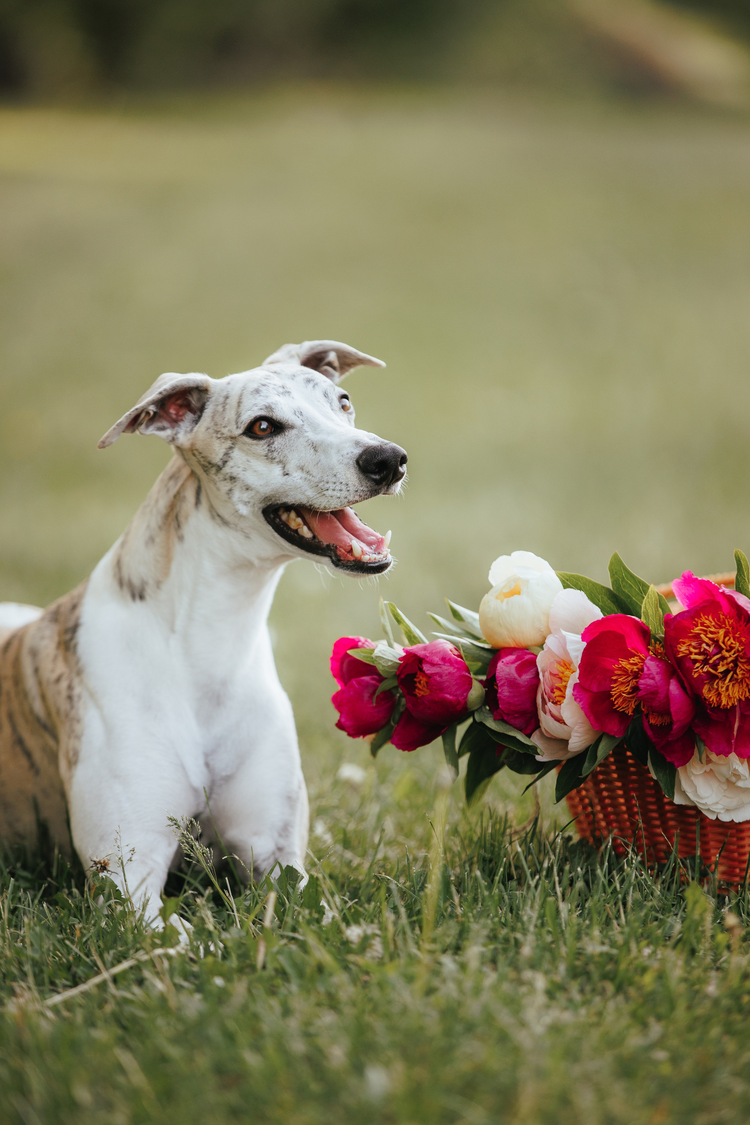 Саша и Гусь. Фотограф анималист Кристина Карпова, Москва