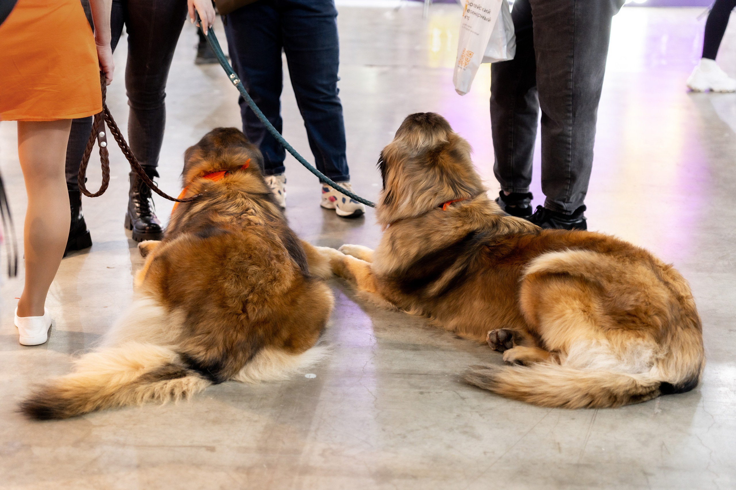 Животные. Фото, видео, монтаж