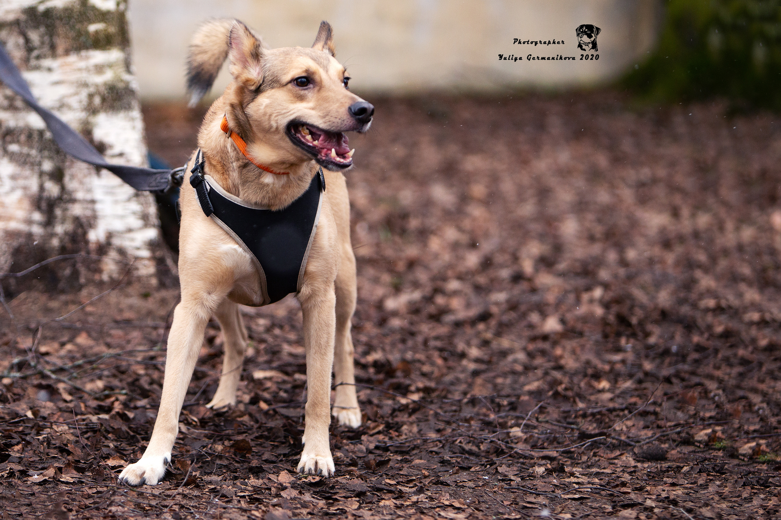 Свободная съемка. Фотограф-анималист Юлия Германика