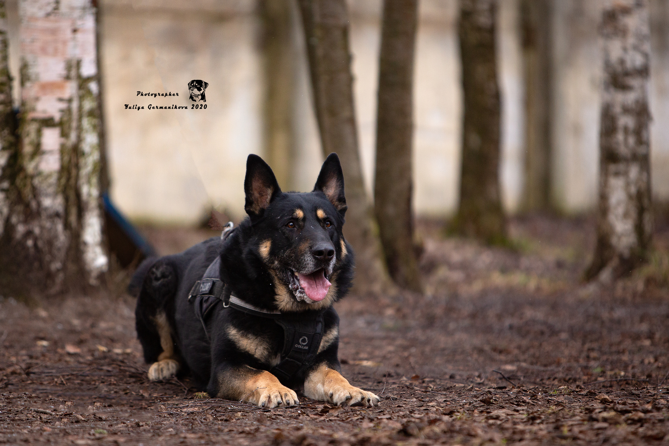 Свободная съемка. Фотограф-анималист Юлия Германика