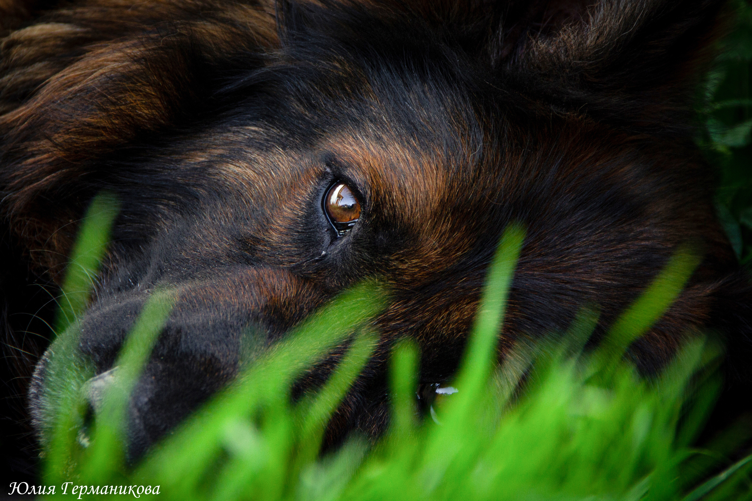 Свободная съемка. Фотограф-анималист Юлия Германика