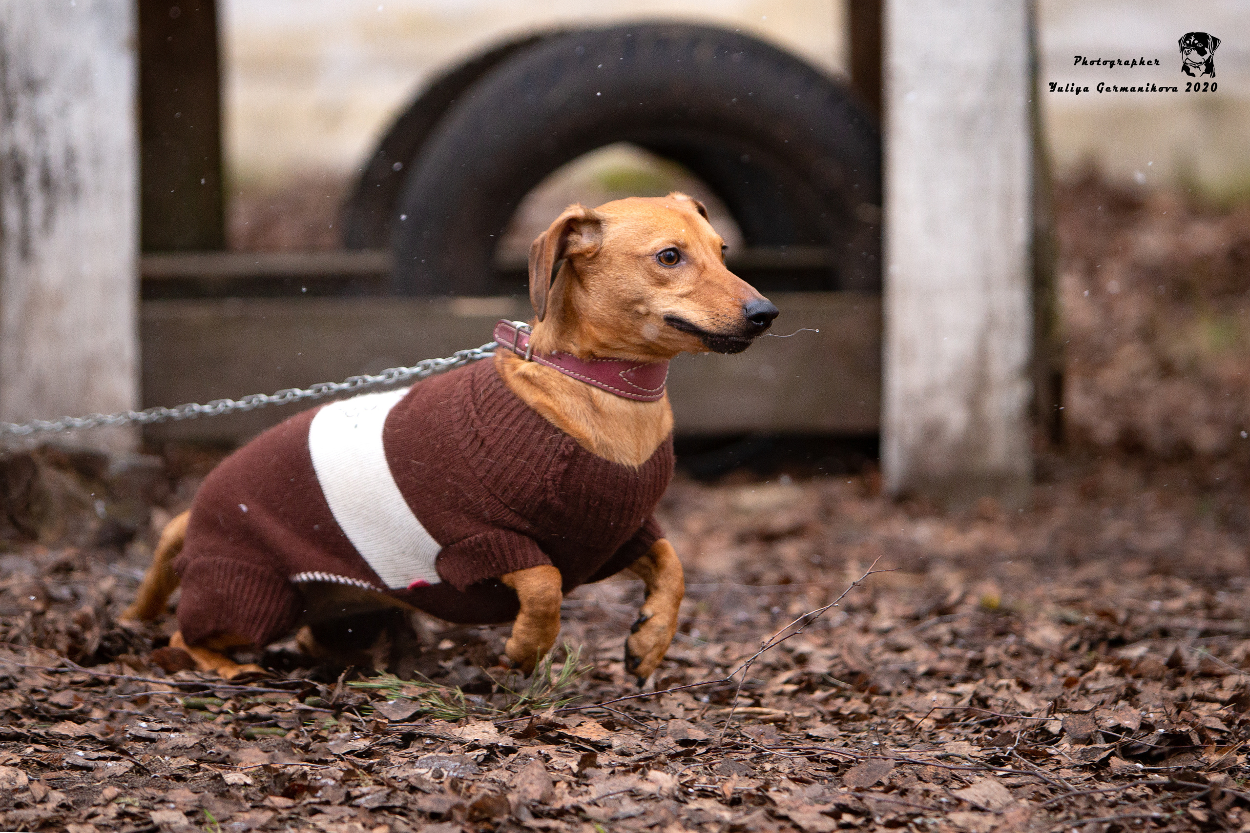 Свободная съемка. Фотограф-анималист Юлия Германика