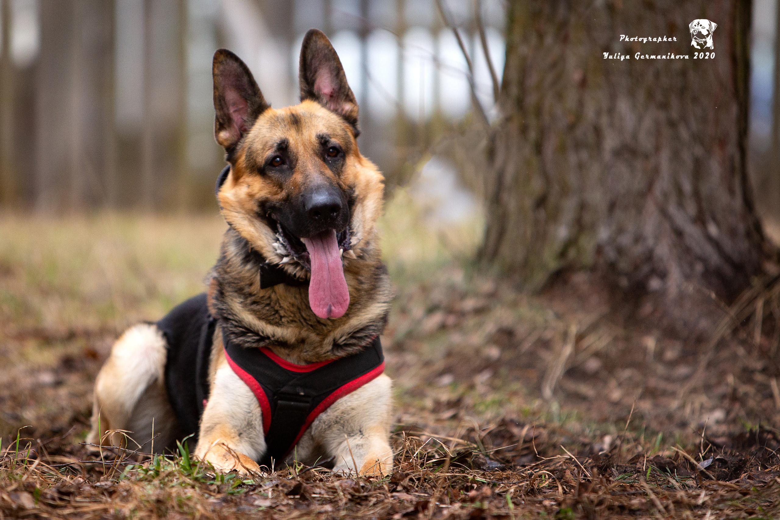 Свободная съемка. Фотограф-анималист Юлия Германика