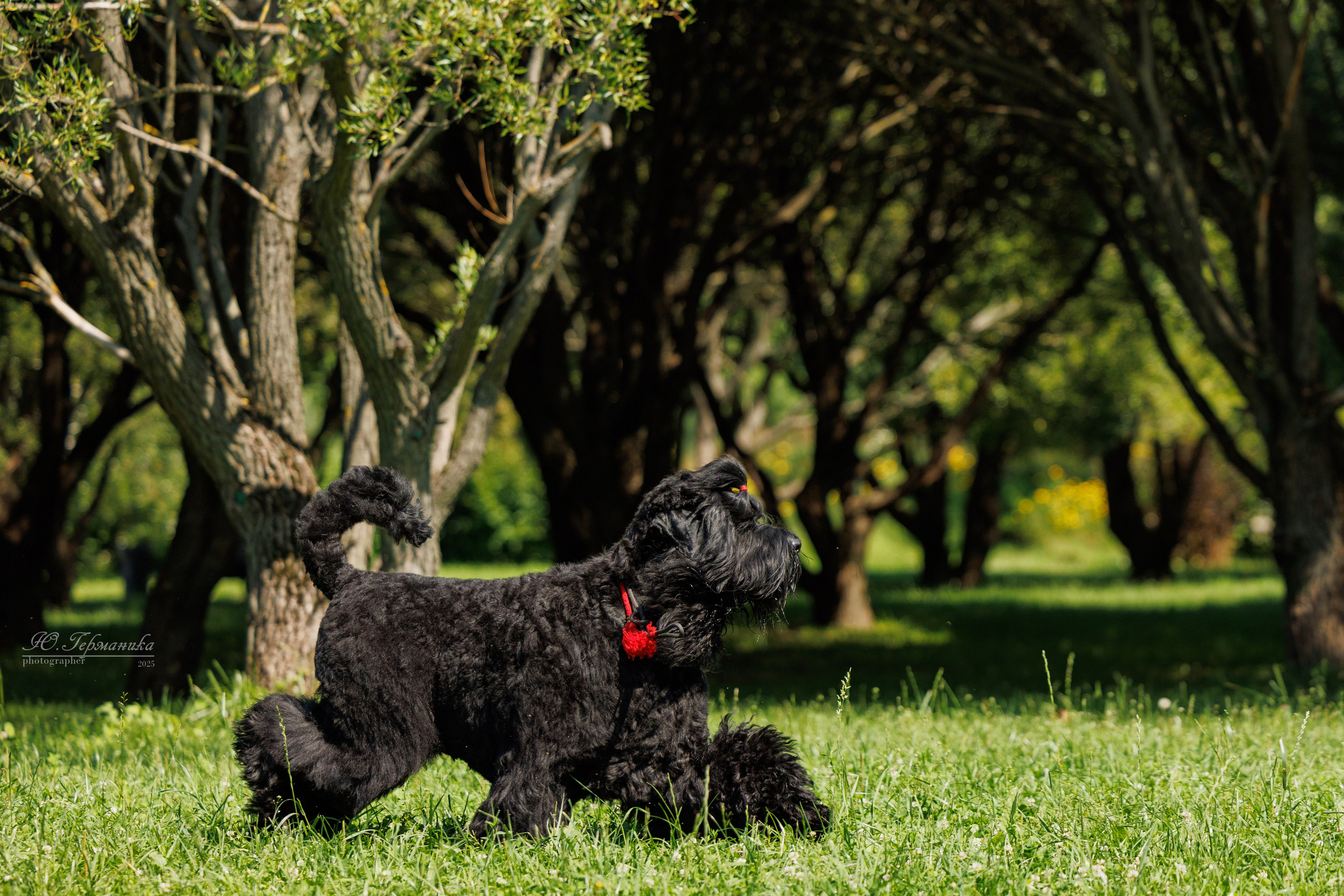 Фотосет Бригада УХ)). Фотограф-анималист Юлия Германика