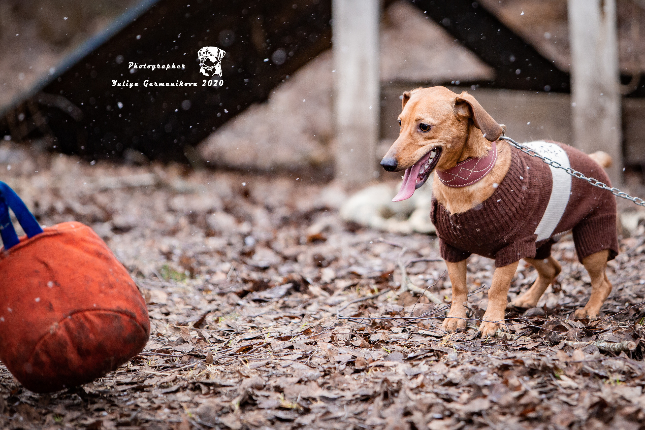 Свободная съемка. Фотограф-анималист Юлия Германика