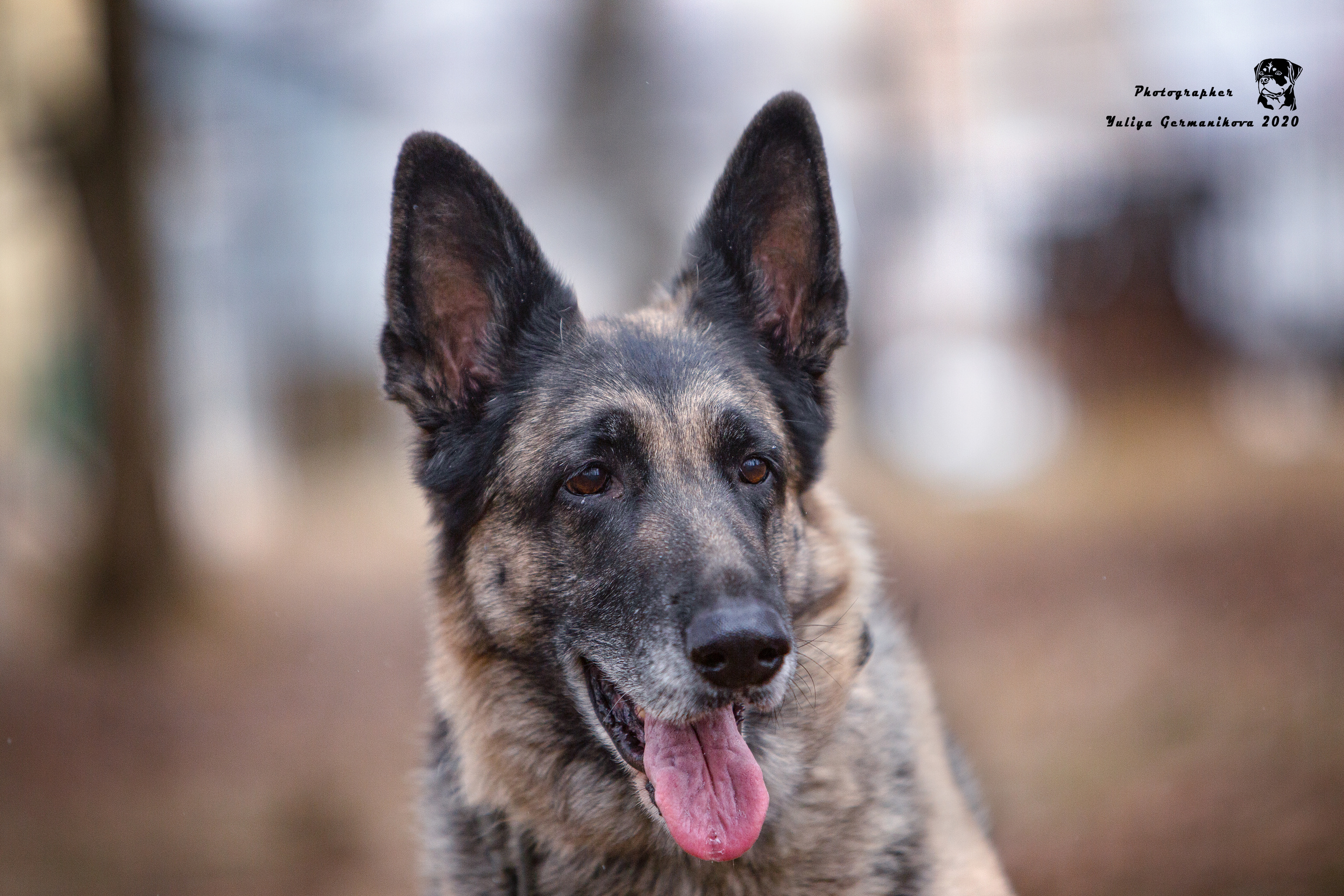 Свободная съемка. Фотограф-анималист Юлия Германика