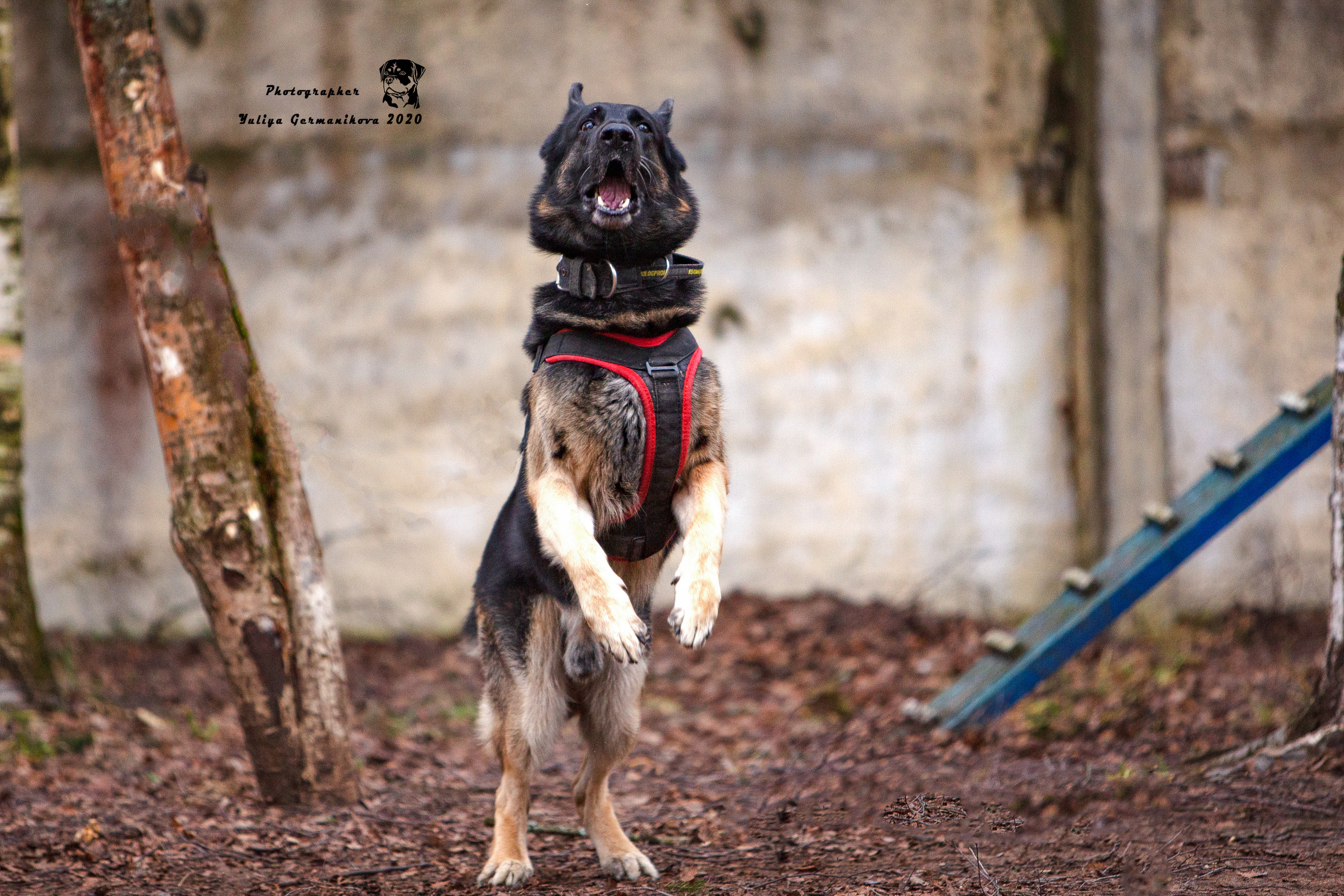 Свободная съемка. Фотограф-анималист Юлия Германика