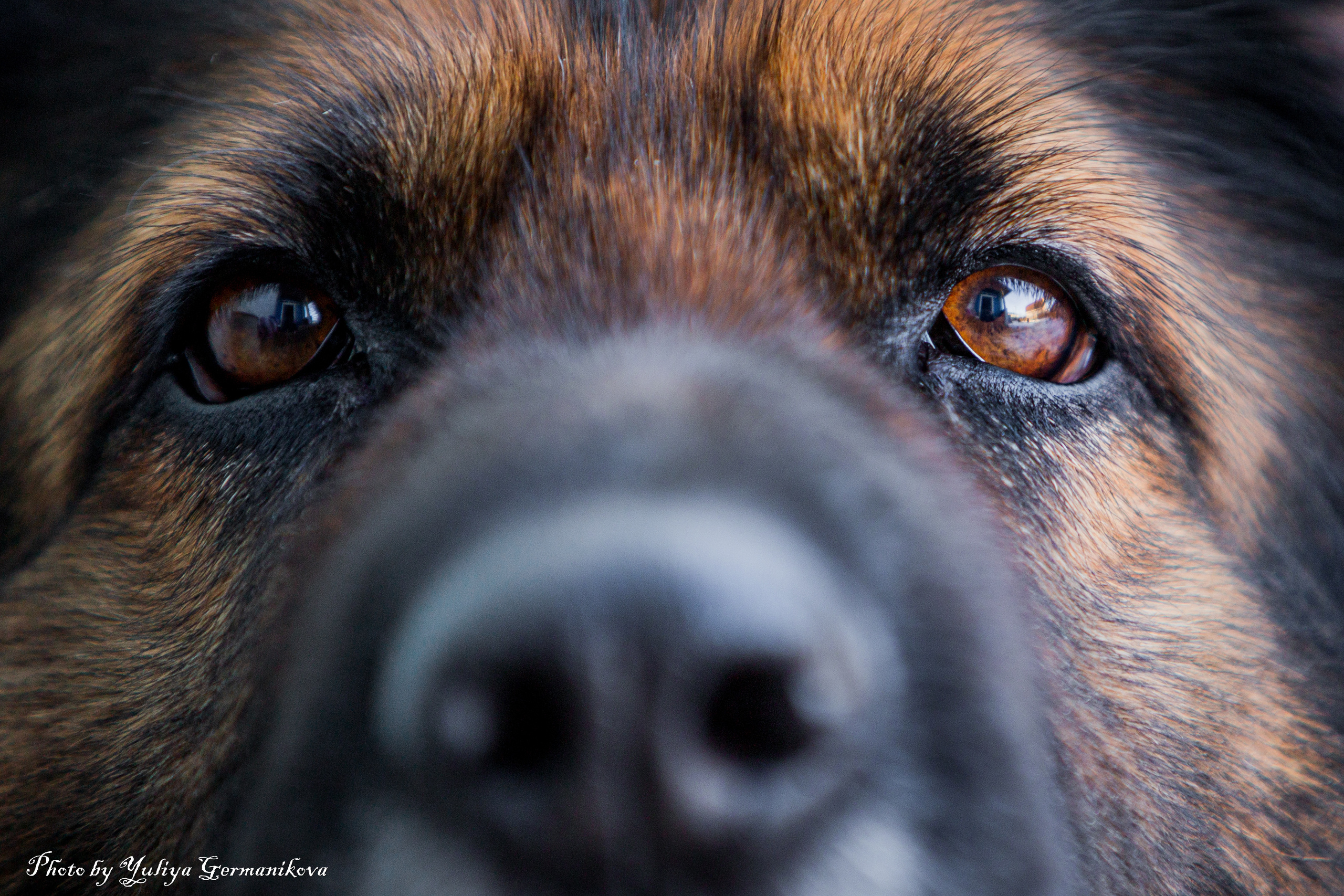 Свободная съемка. Фотограф-анималист Юлия Германика