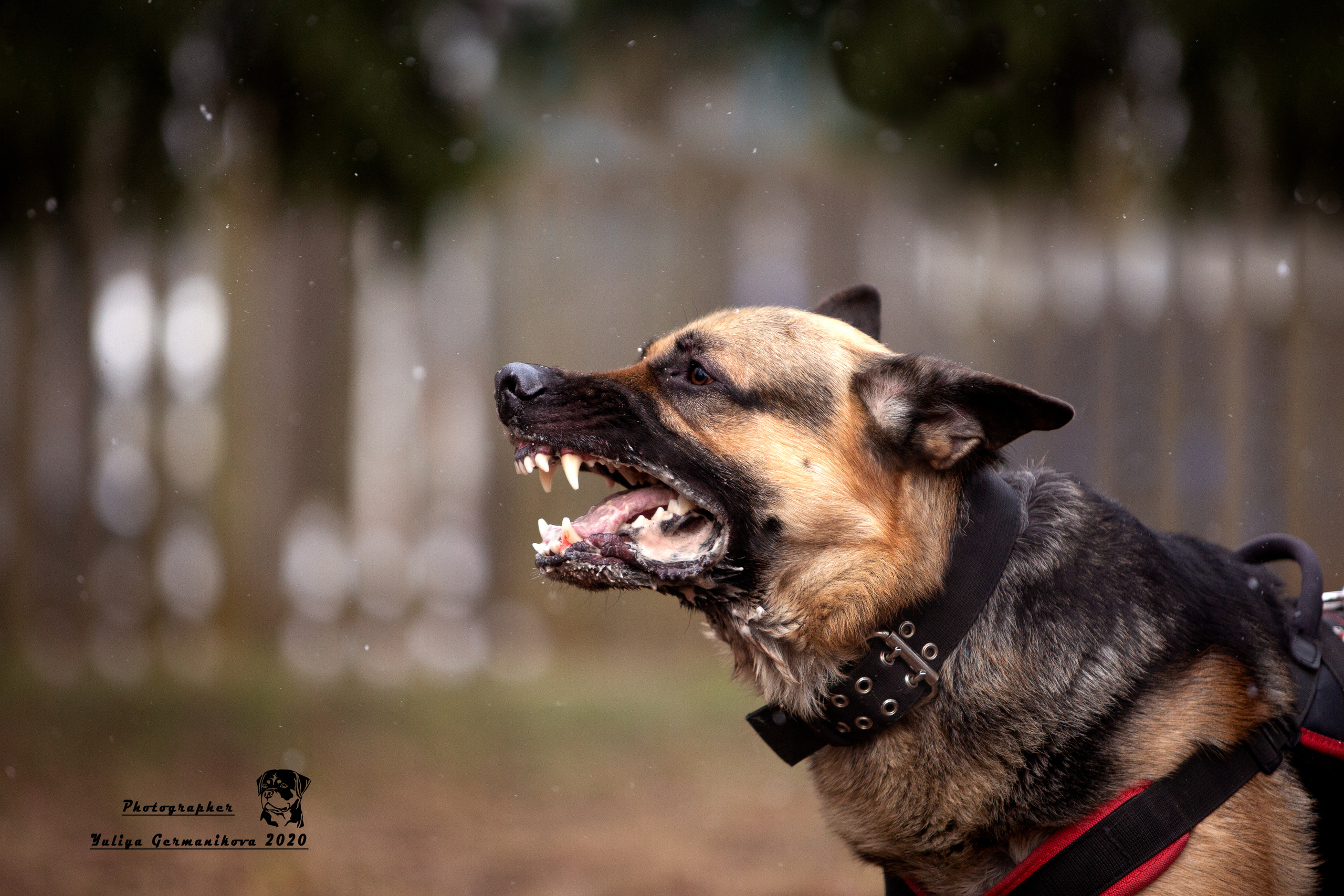 Свободная съемка. Фотограф-анималист Юлия Германика