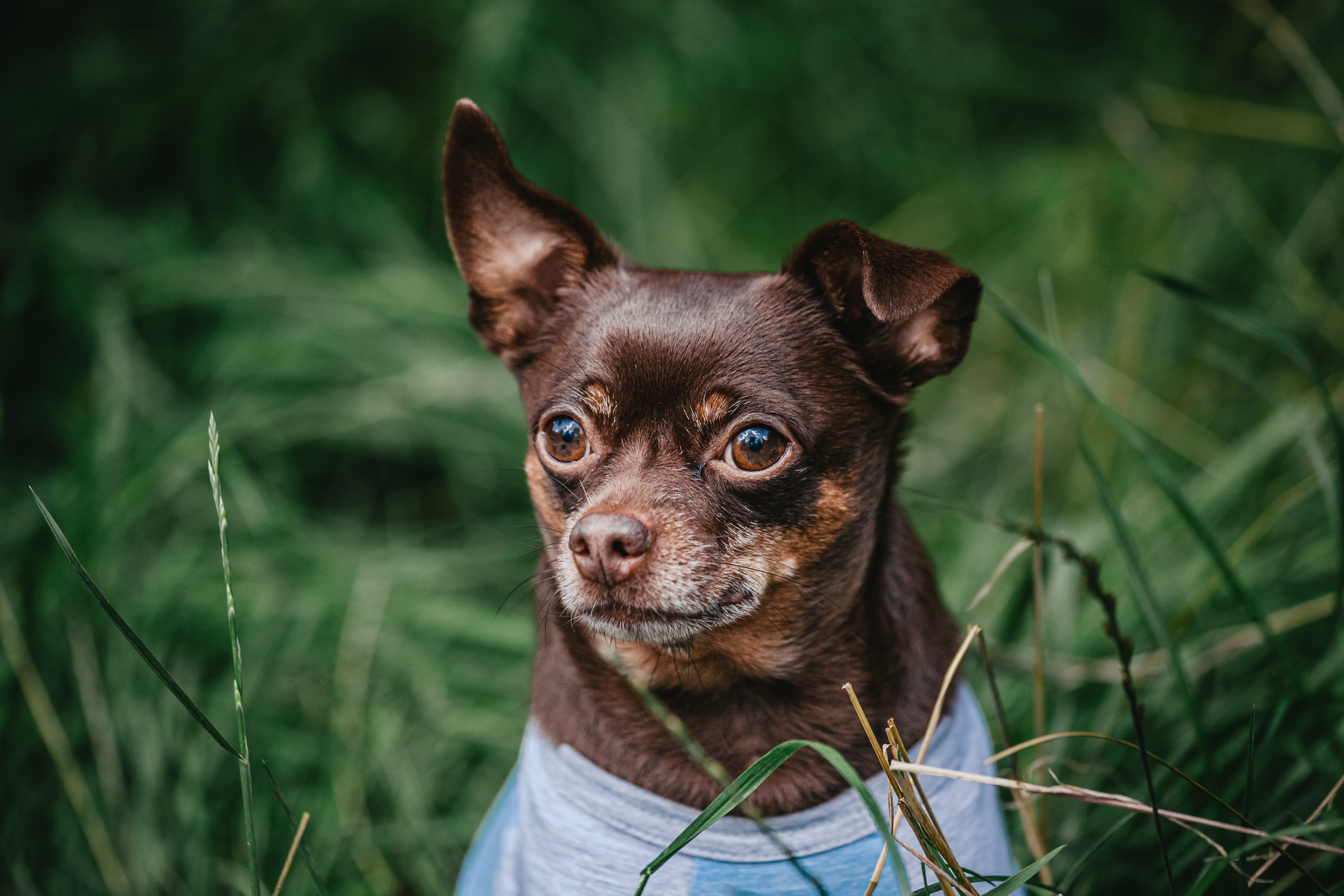Восточный мост. Фотограф-анималист Татьяна Степанова