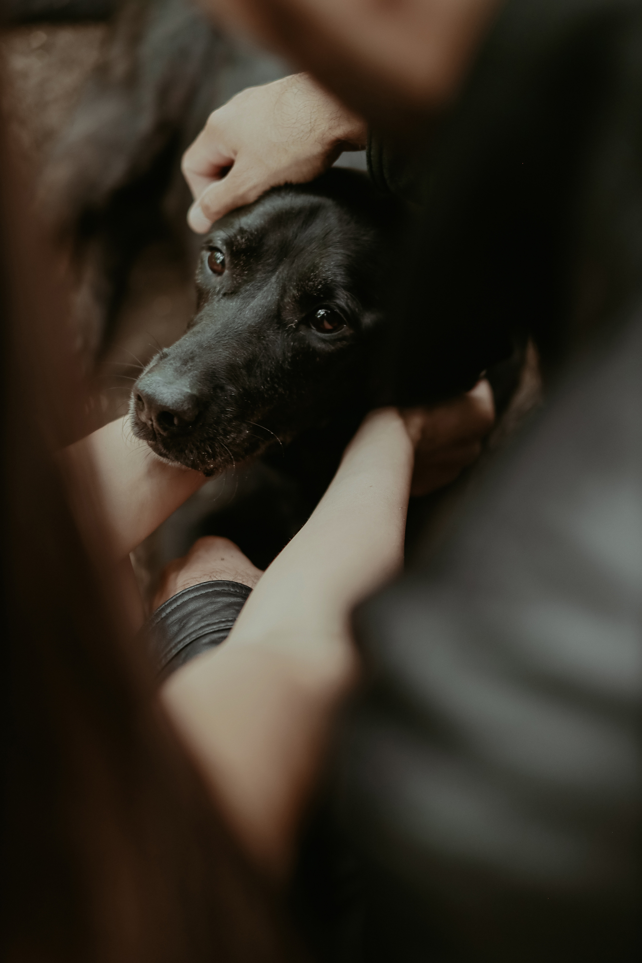 Дастин-верный друг. Фотограф Виктория Плотницкая