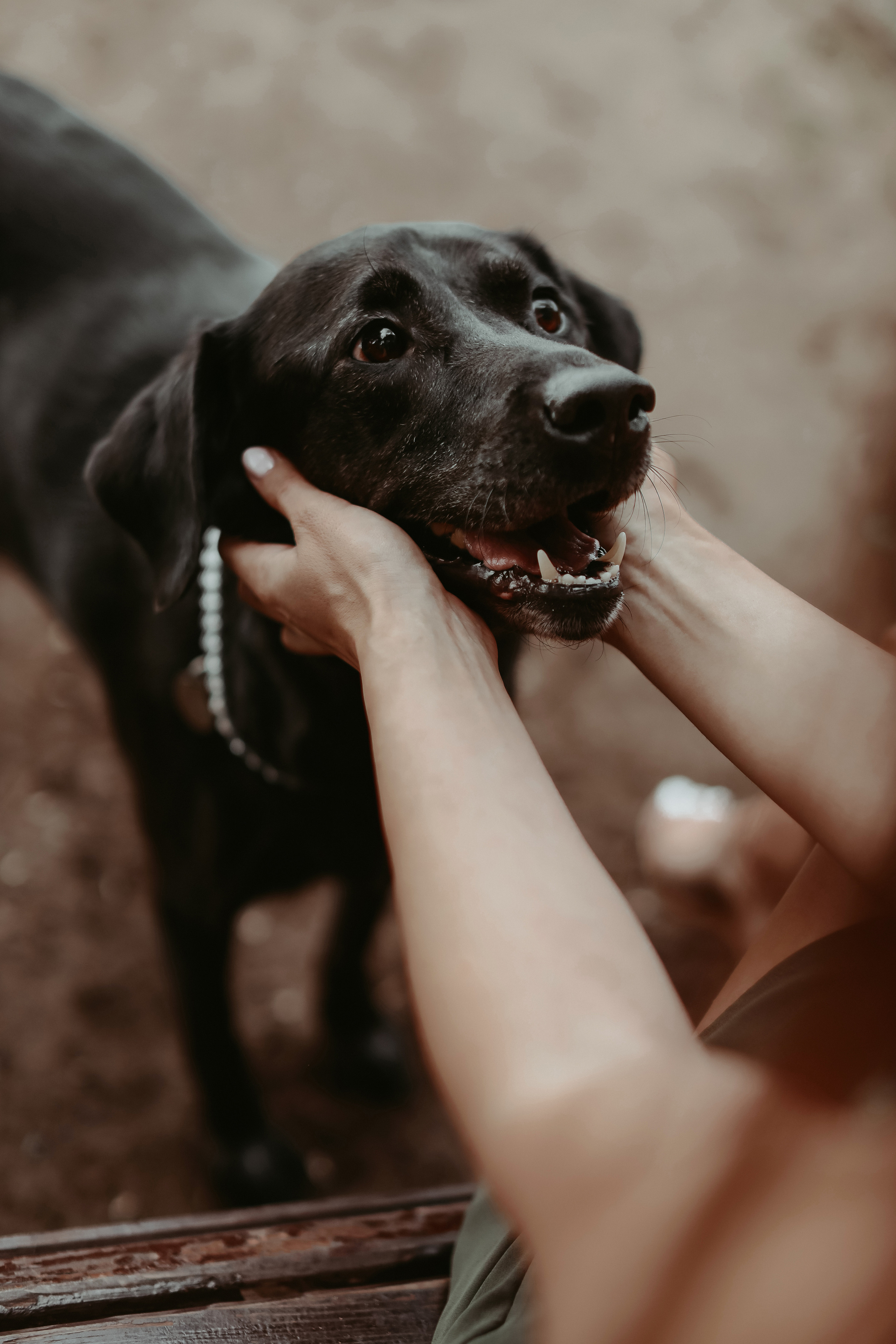 Дастин-верный друг. Фотограф Виктория Плотницкая