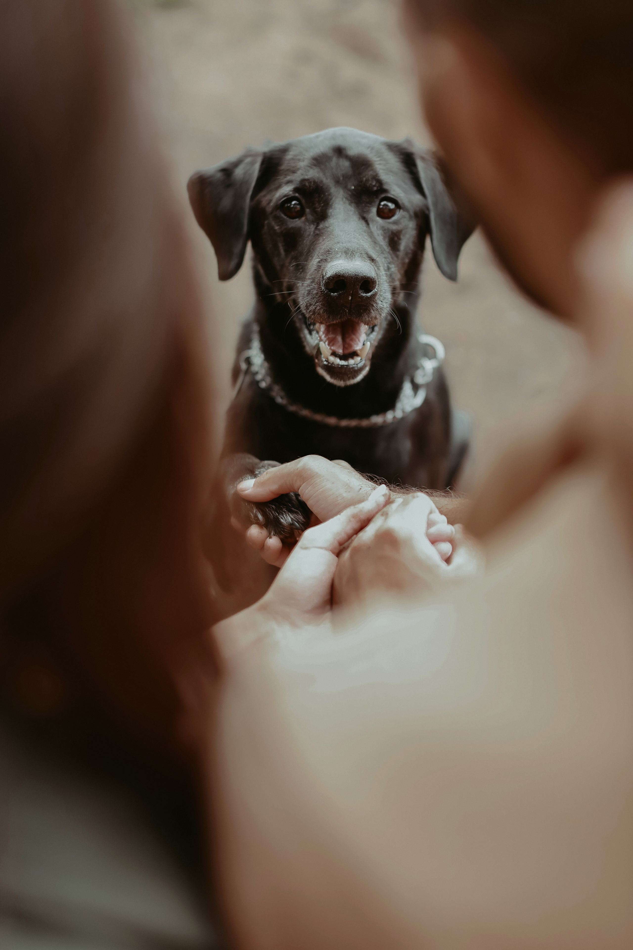 Дастин-верный друг. Фотограф Виктория Плотницкая