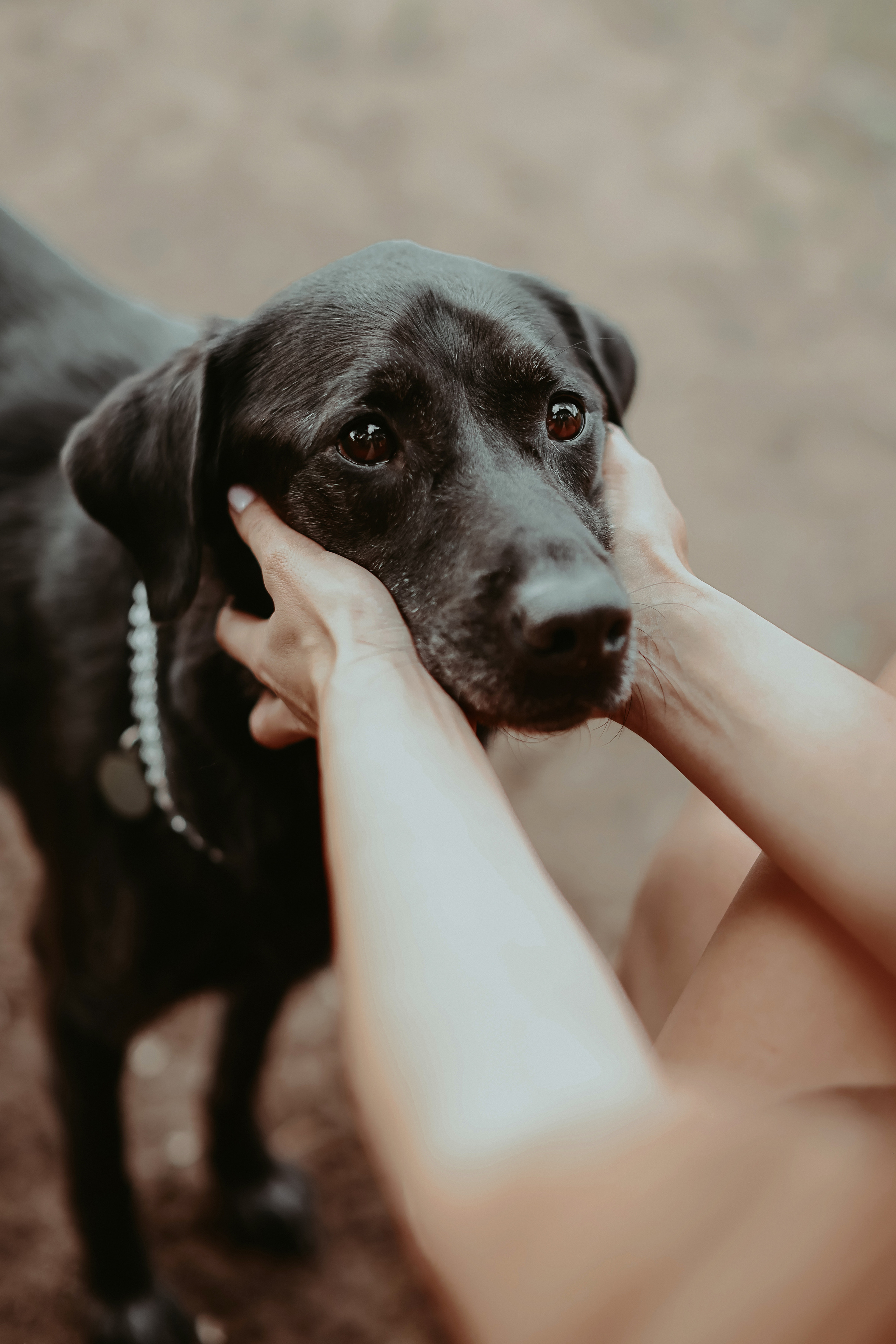 Дастин-верный друг. Фотограф Виктория Плотницкая