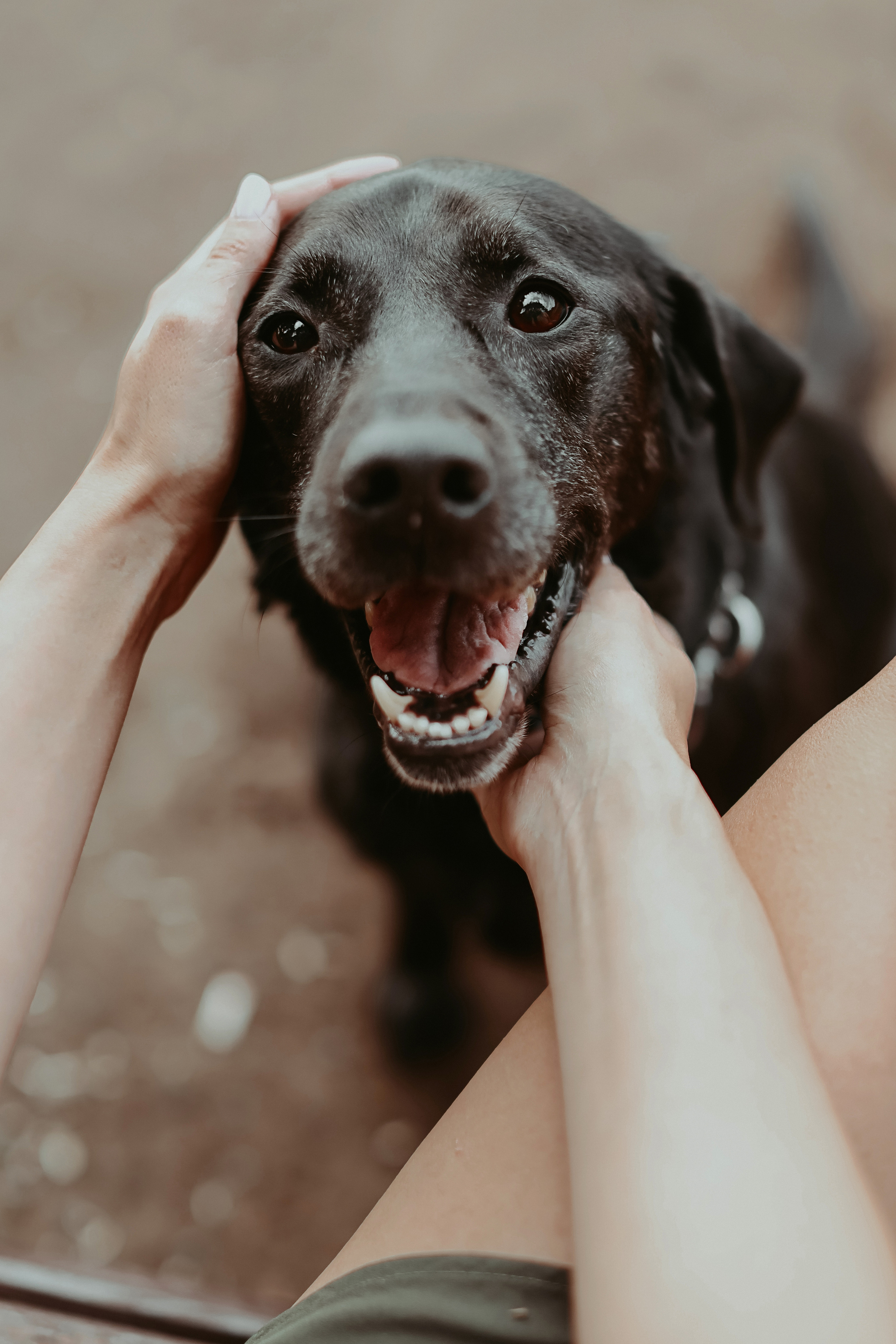 Дастин-верный друг. Фотограф Виктория Плотницкая