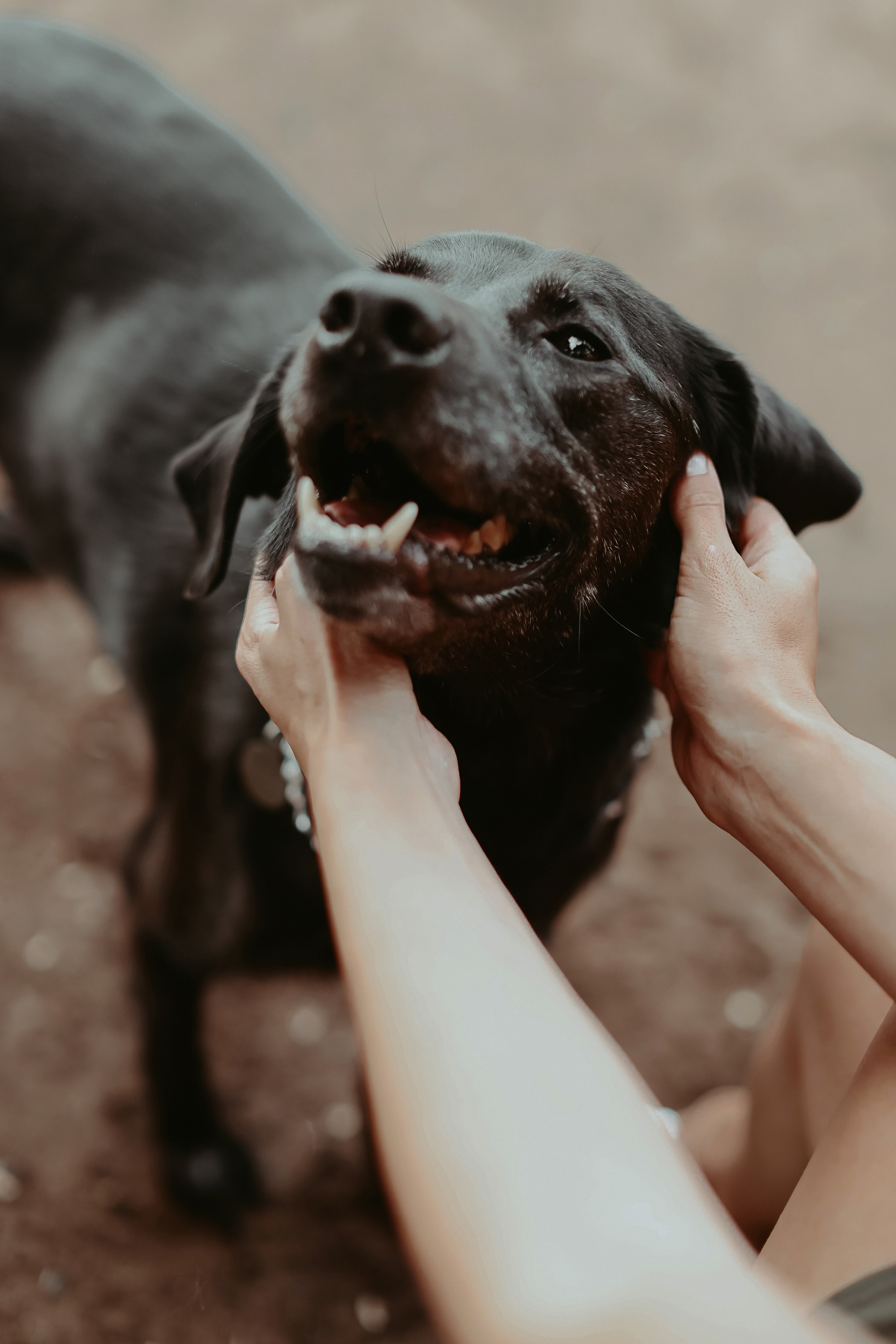 Дастин-верный друг. Фотограф Виктория Плотницкая