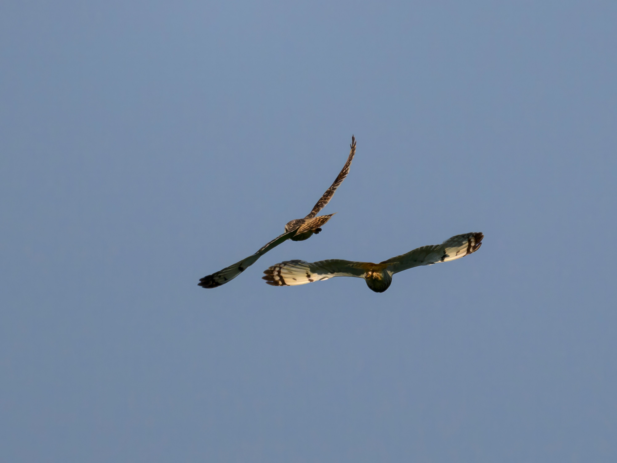 Совы делят территорию. Фотограф Сергей Пупонин