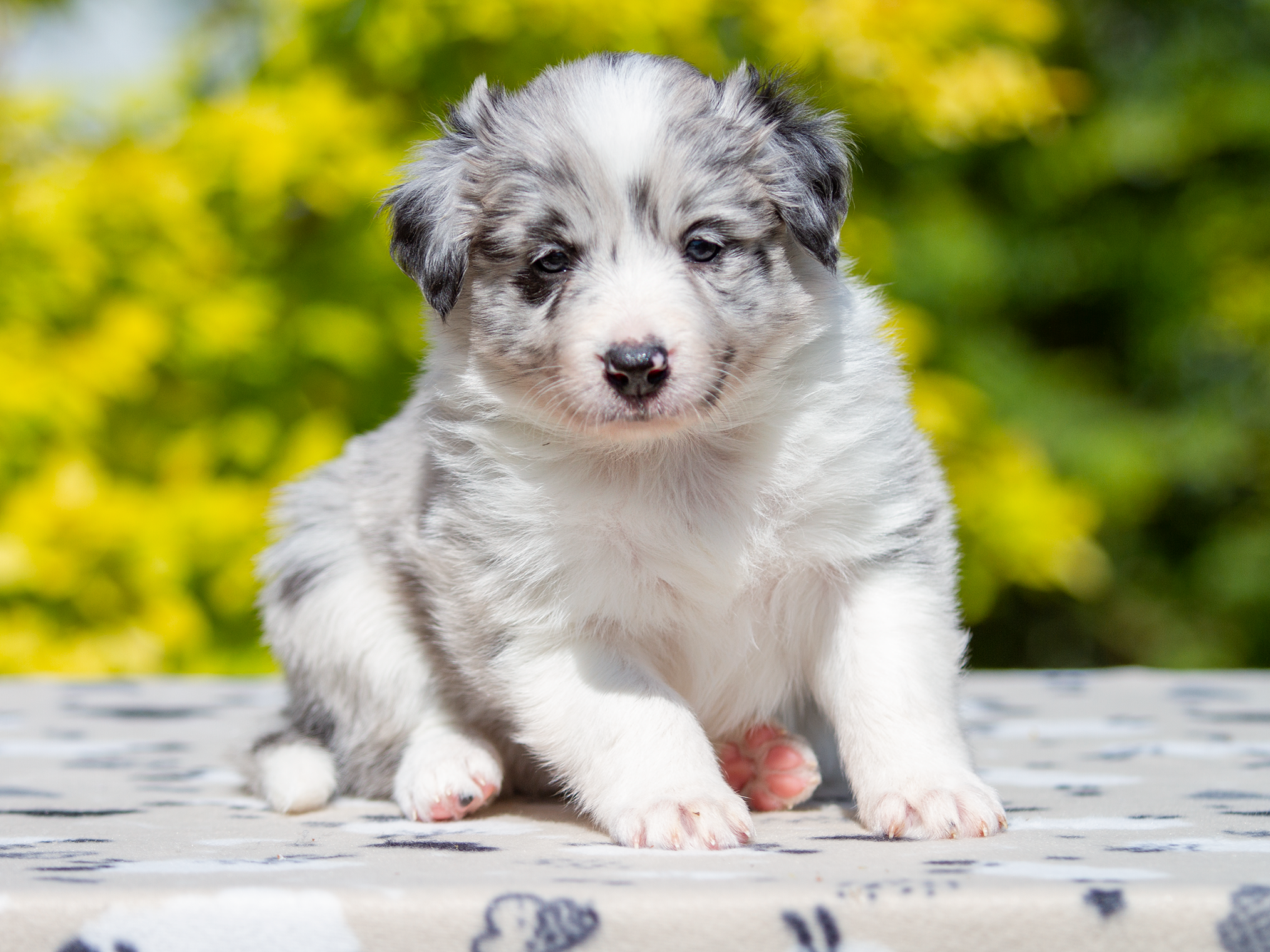 Щенки. Фотограф-анималист в Москве и МО Самойлова Марина
