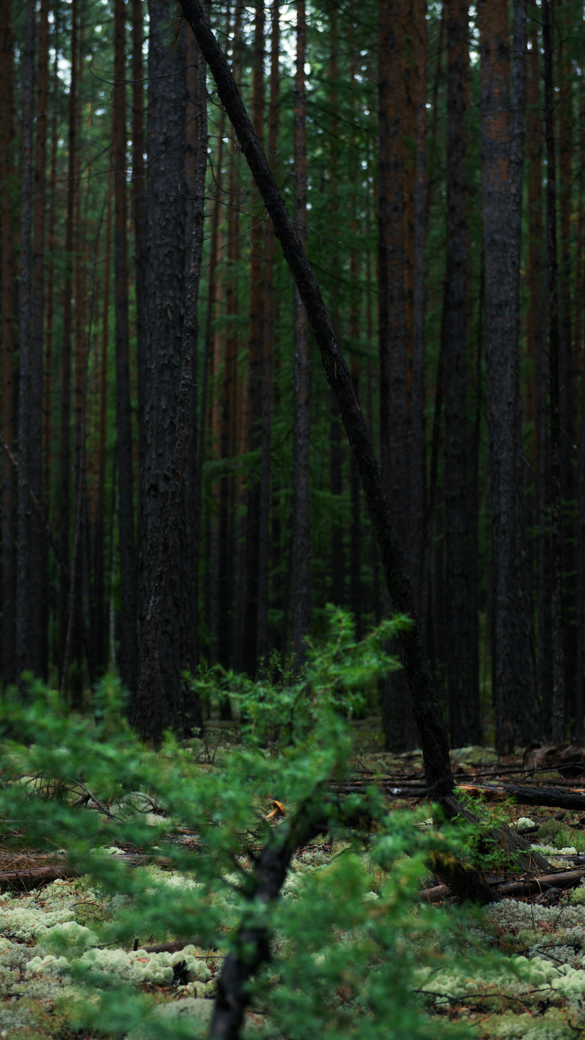 Ну вот как эту красоту не показать? А точнее, как о ней рассказать, если не показать?. Предметный фотограф и ретушер Улан-Удэ Алла Белова