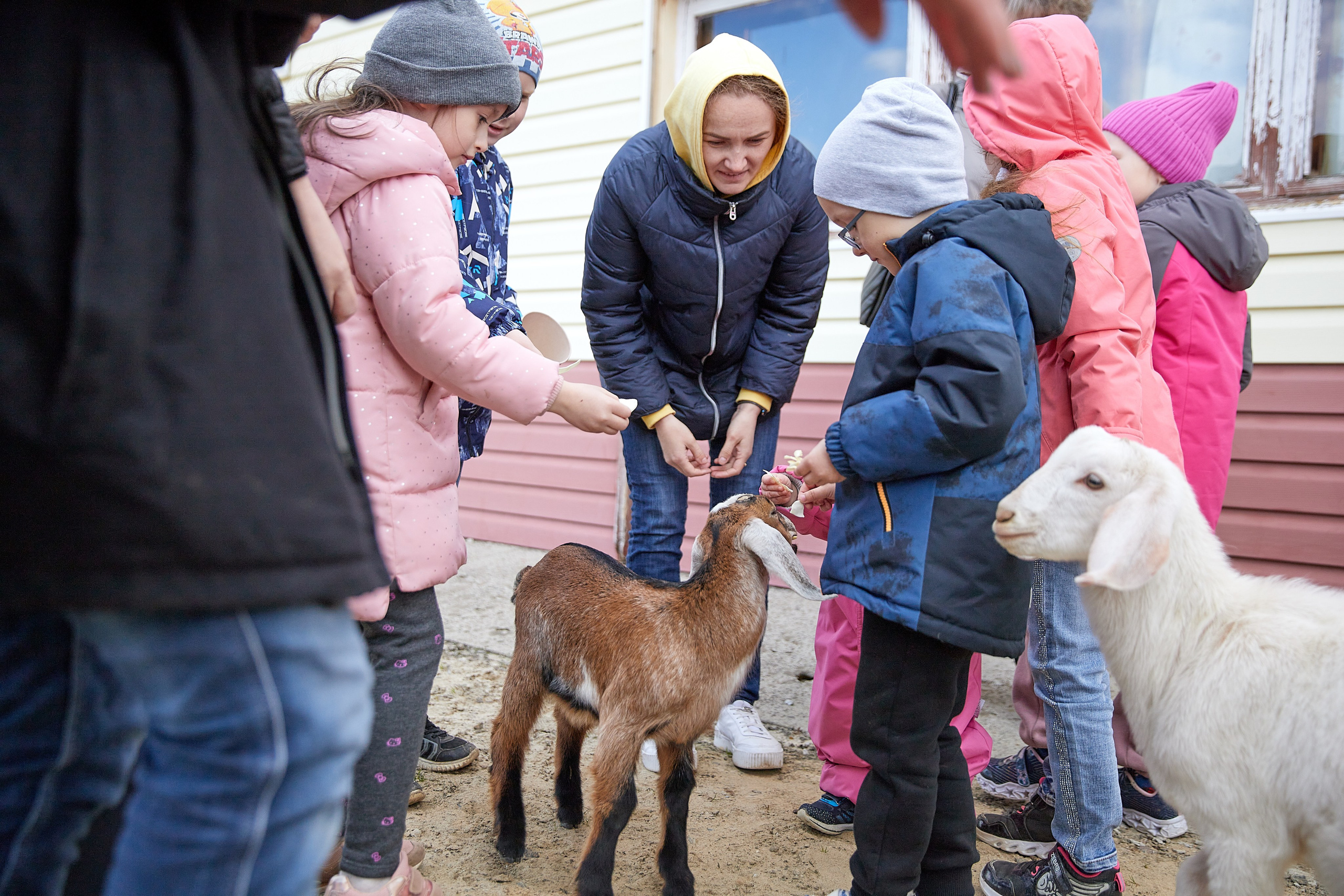 На ферме. Главная