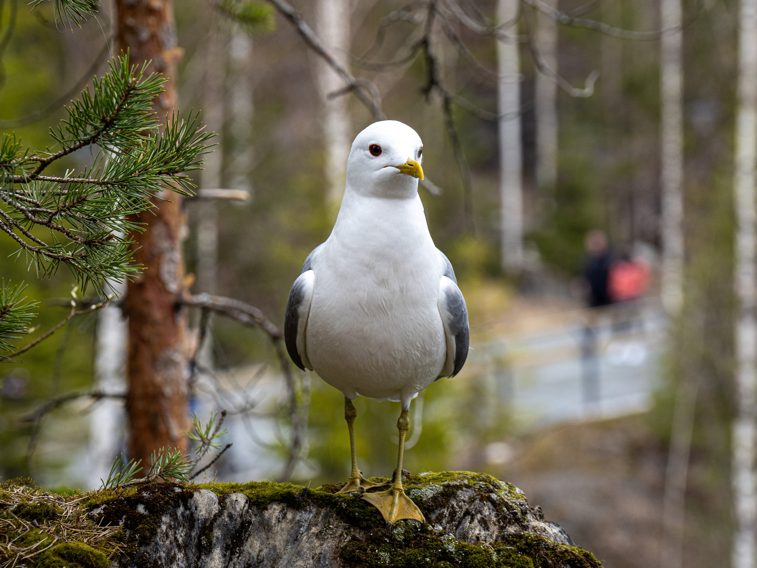 Кронштадт-Сортавала-Валаам-Выборг. Творческие сьемки