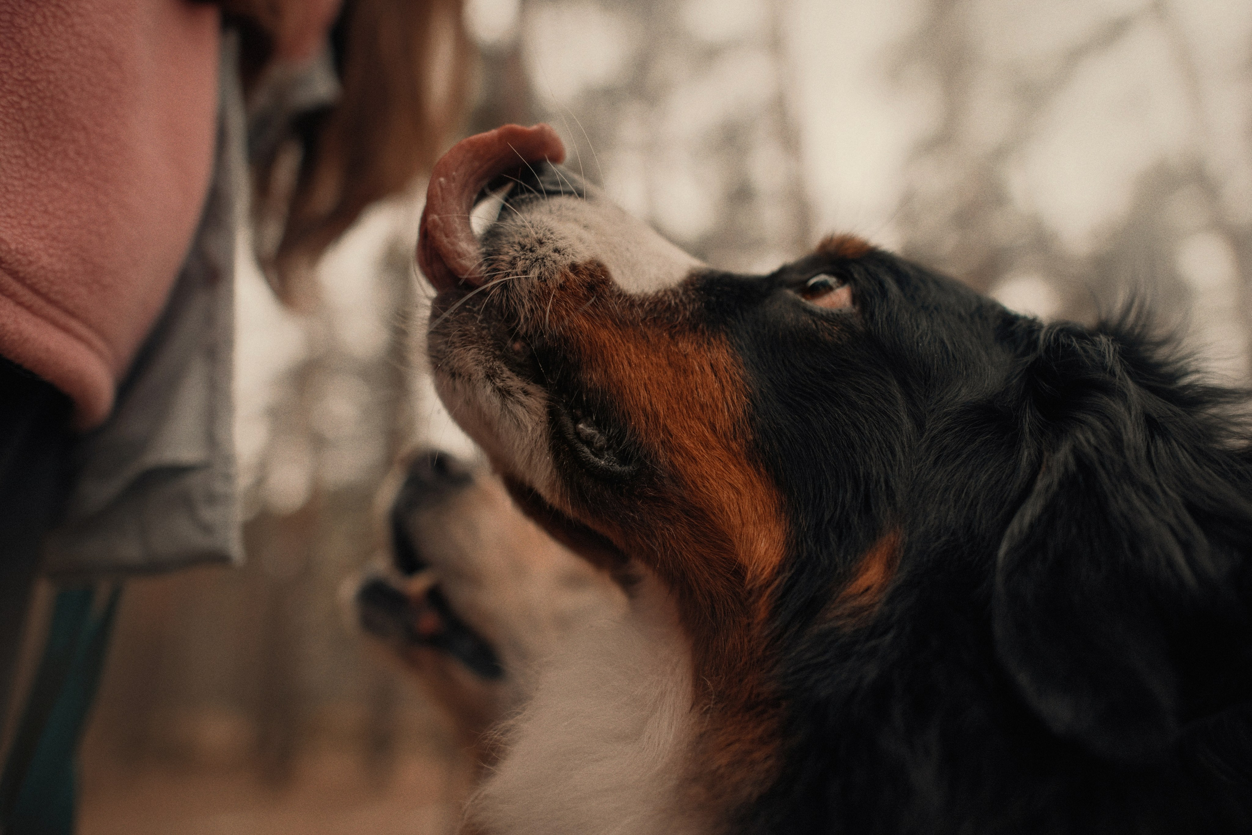 Прогулка: берн Пума, Фрэнк и Юля в Питере. Портфолио