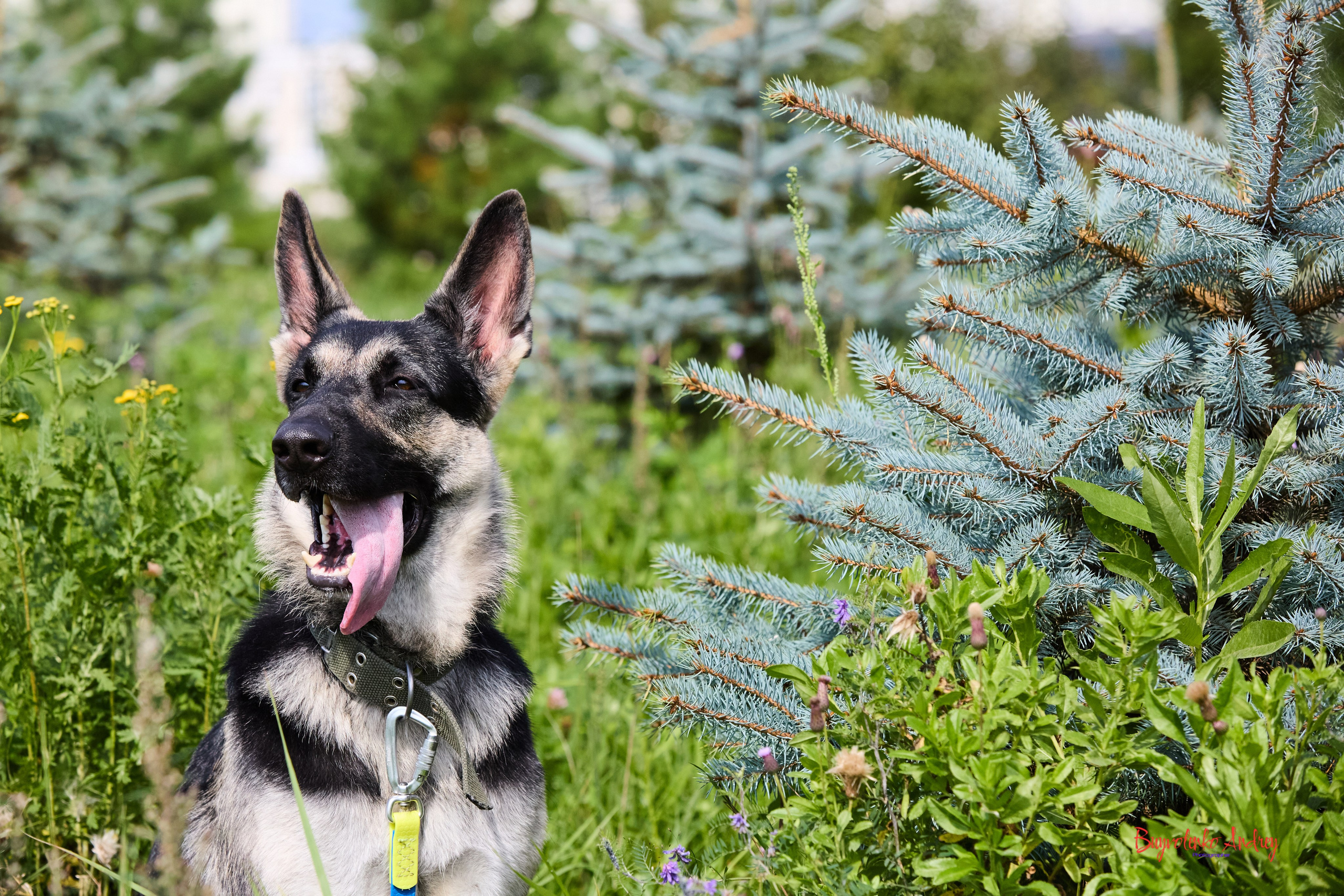Проект фотопрогулка с хвостиком. Buyvolenko Andrey