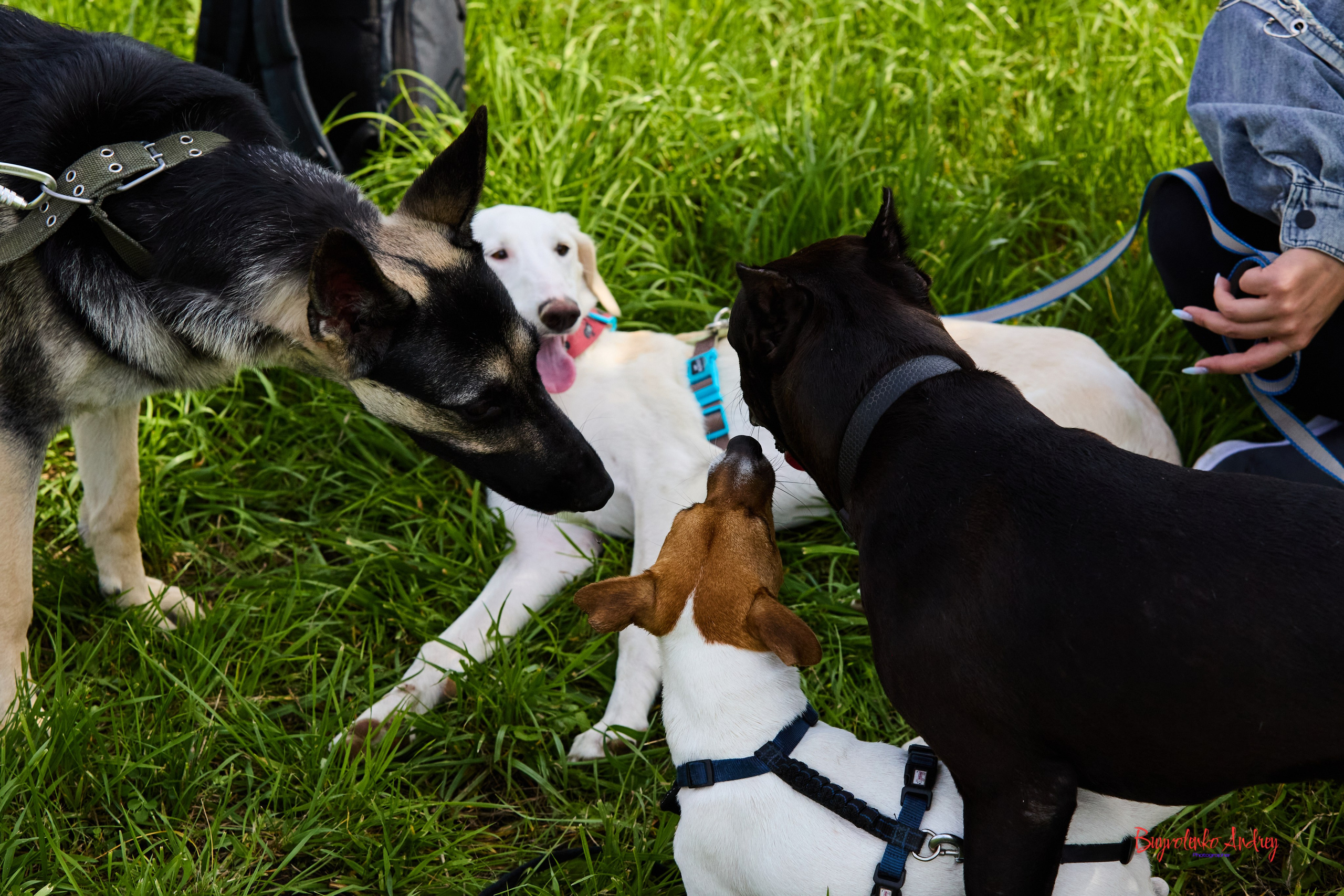 Проект фотопрогулка с хвостиком. Buyvolenko Andrey