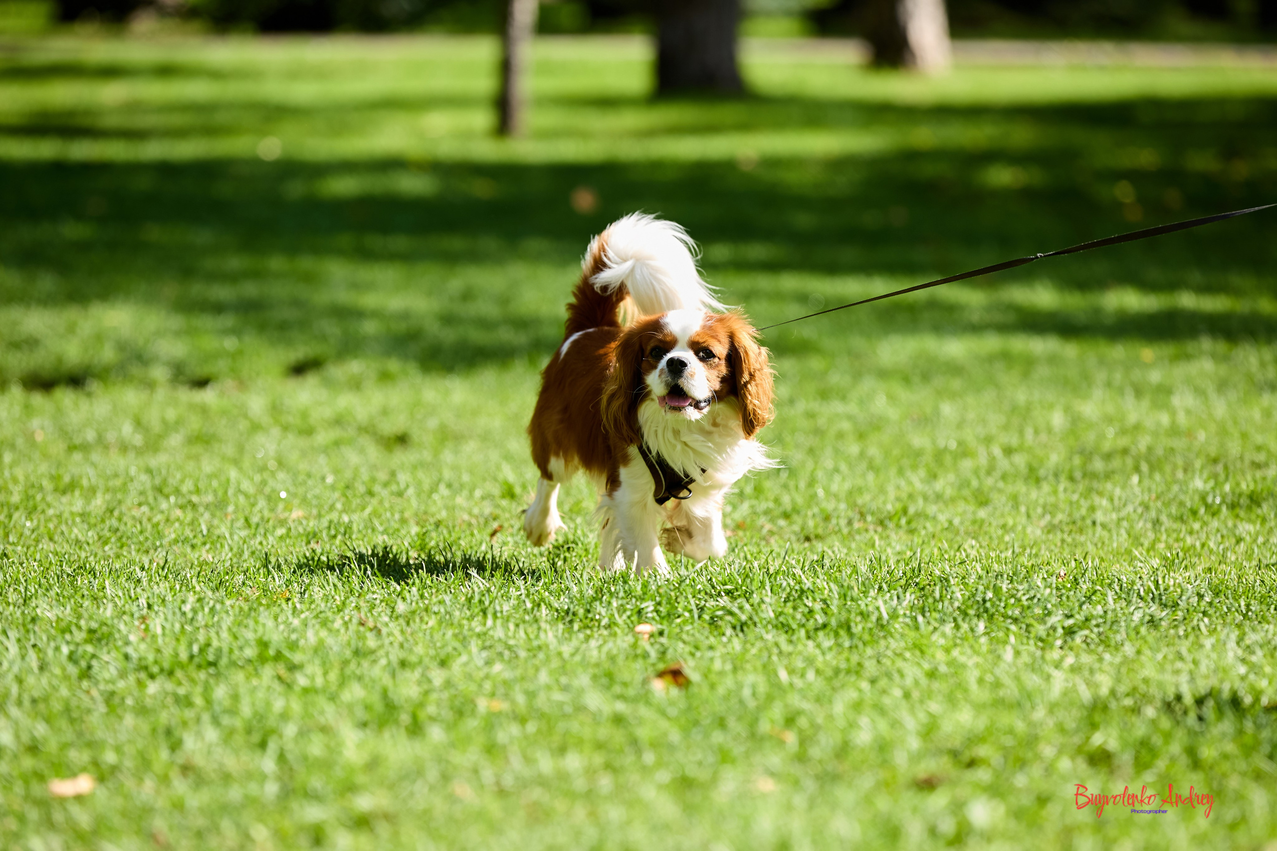 Фотопрогулка с кавалерами. Buyvolenko Andrey