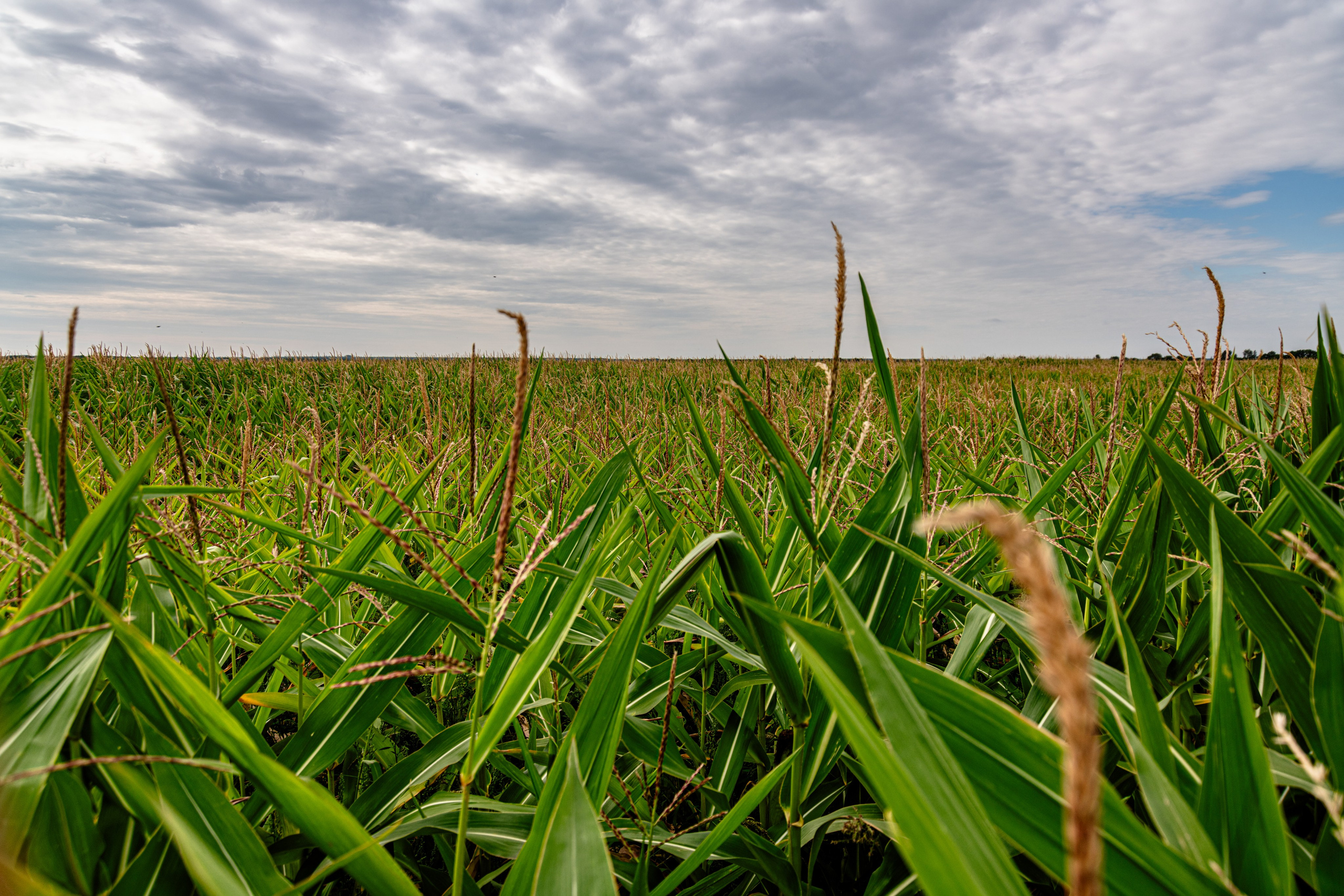Природа Самарской области в кадре. Дикие степи, Жигулёвские горы и волжские просторы — авторские фотографии уникальных ландшафтов. Фотограф Самара — репортажная, свадебная, интерьерная съёмка от Ильи Петрова, профессионала своего дела