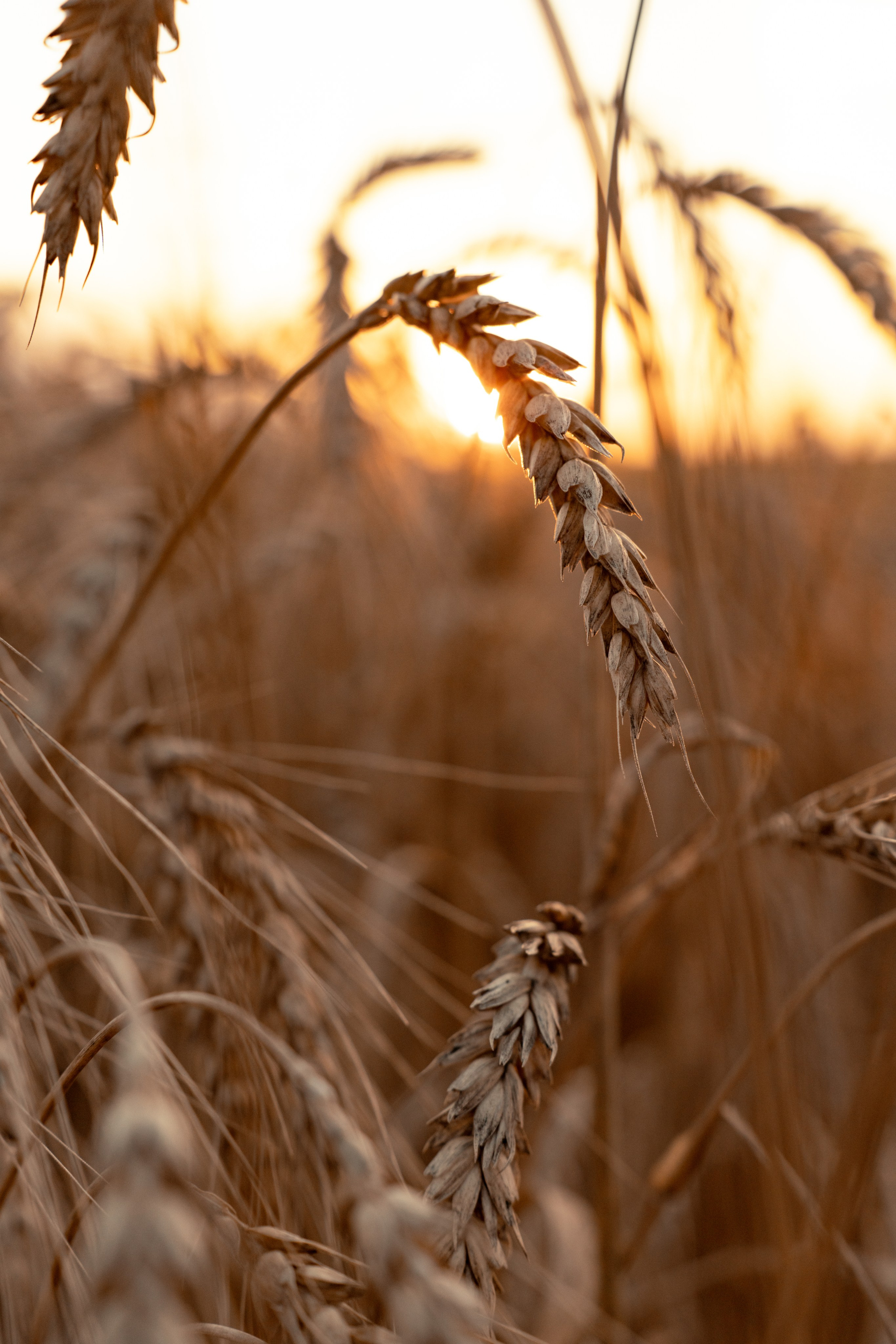 Violin p.1. Безрукова Юлия Art | EVENT Фотограф Москва