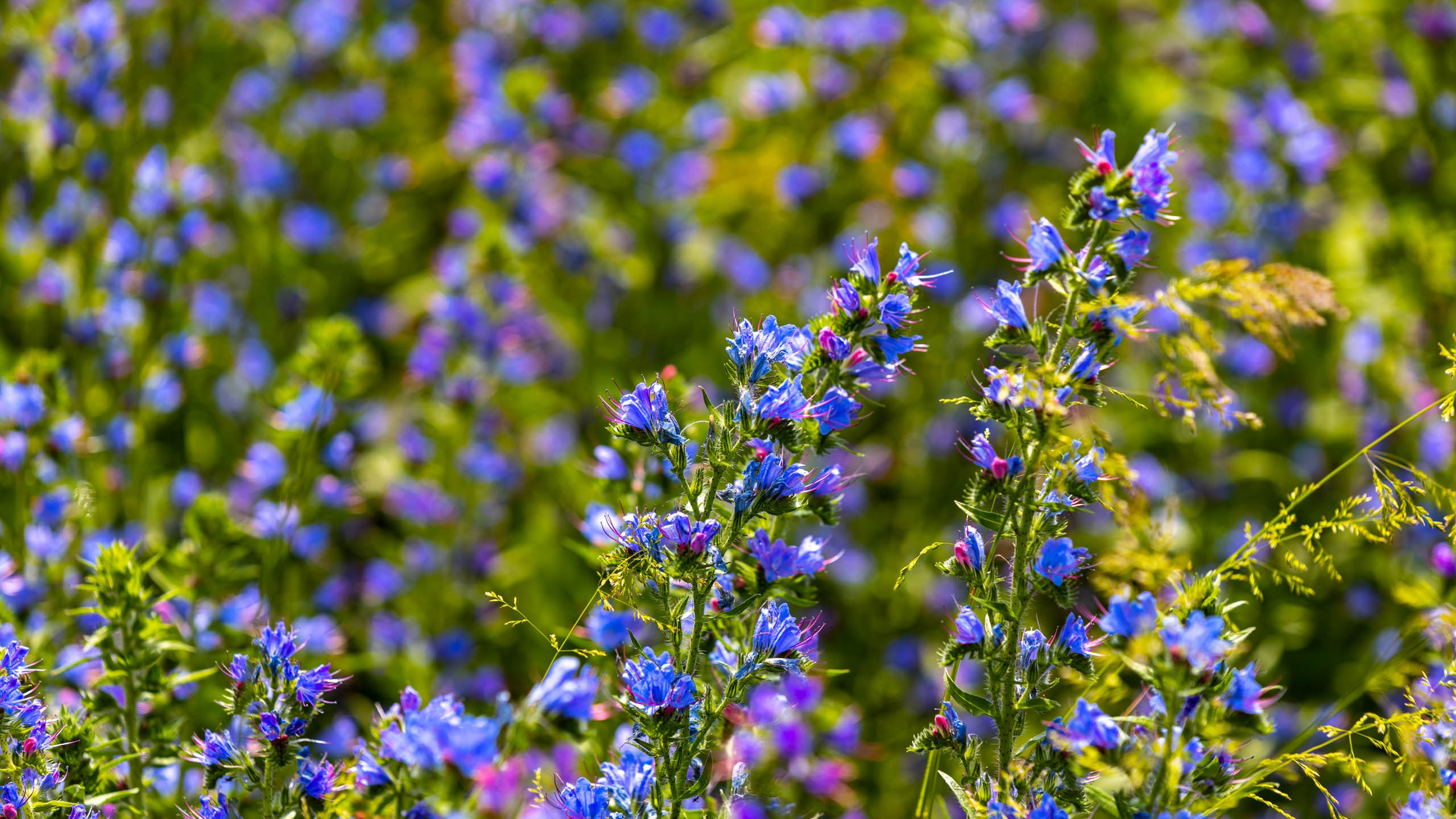 2023 07 Осетия, Ингушетия. Фотографии