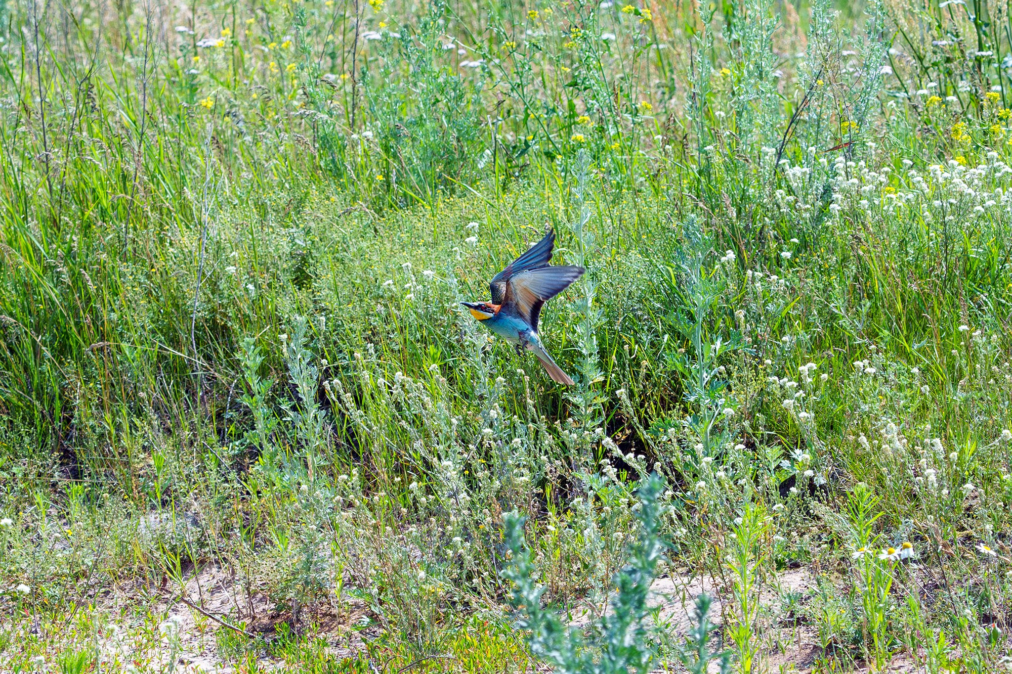 Удивительные мир птиц. Вокруг нас столько прекрасного — присмотритесь!. Ваш личный фотограф Марина Волкова