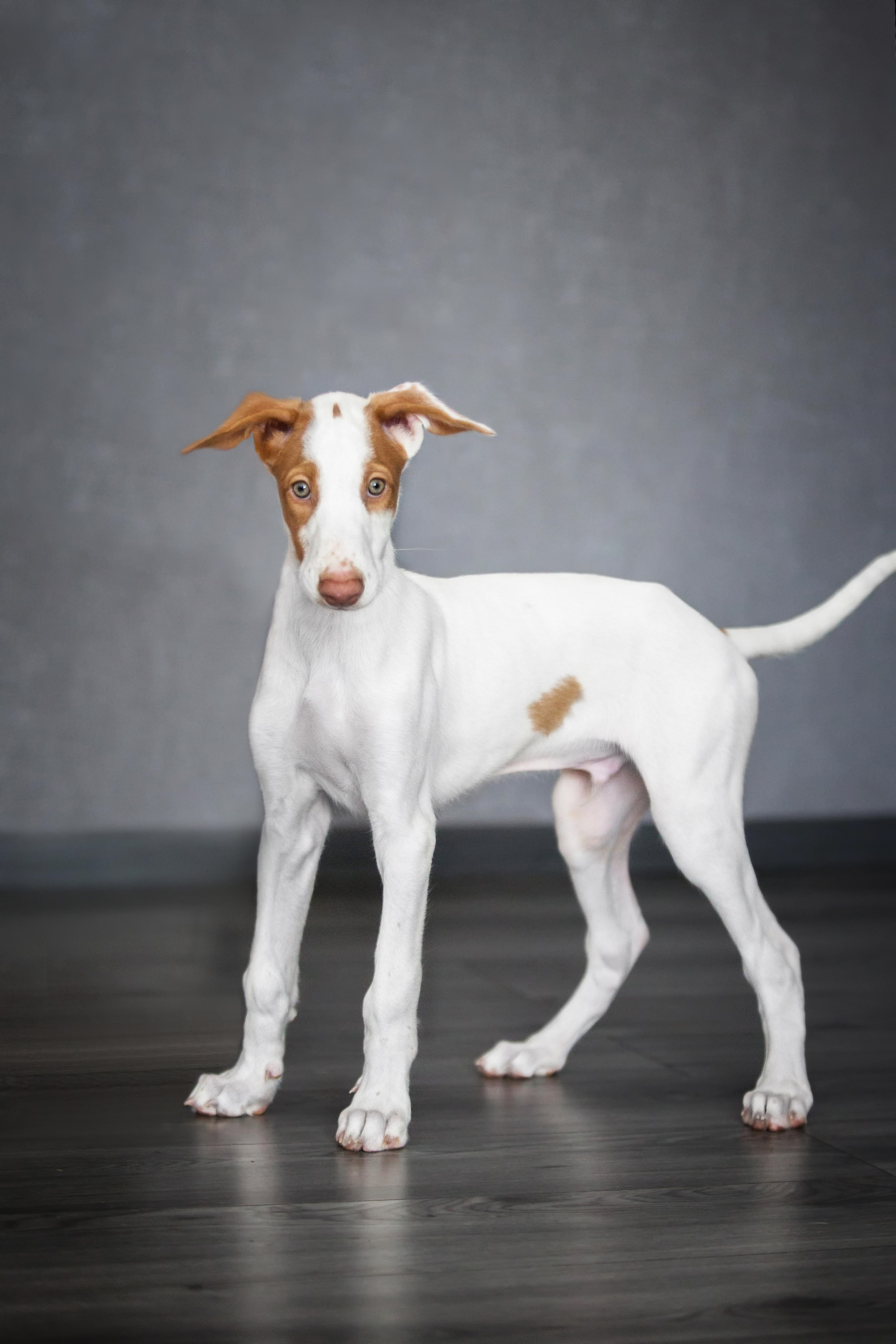 Поденко Ибиценко. Https://moshkovaphoto.ru/