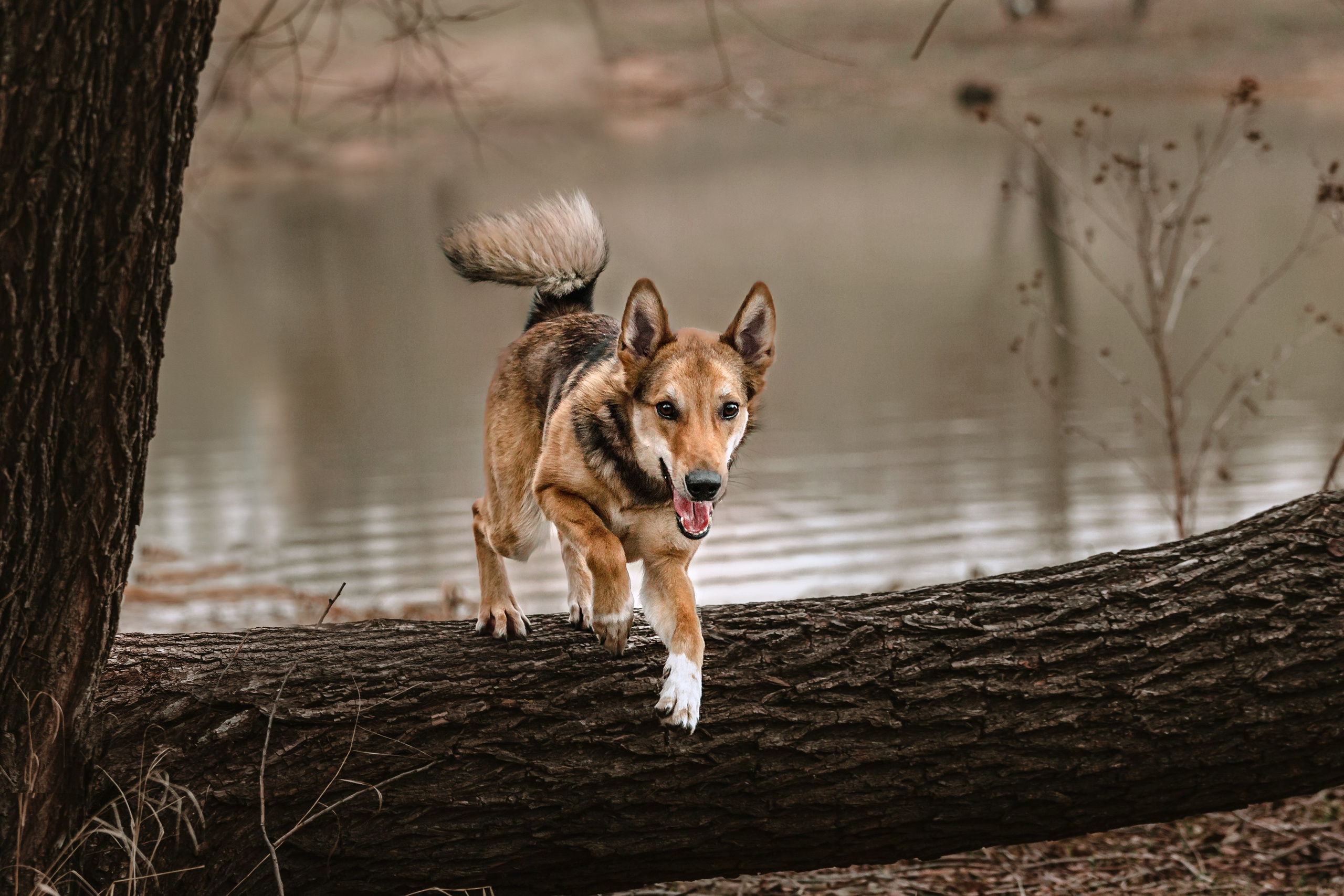 Трэвис и Валли 2024. Фотограф-анималист Татьяна Степанова