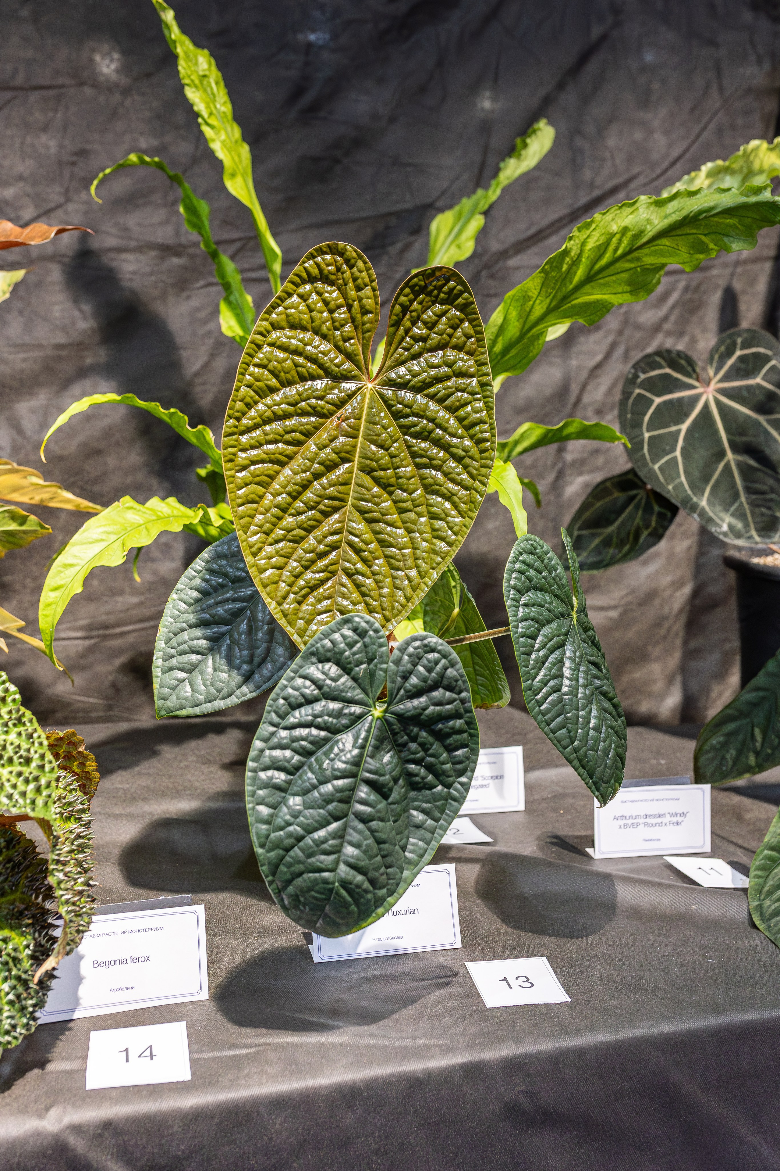 Монстериум апрель 2026. Александра Куликова фотограф, Москва