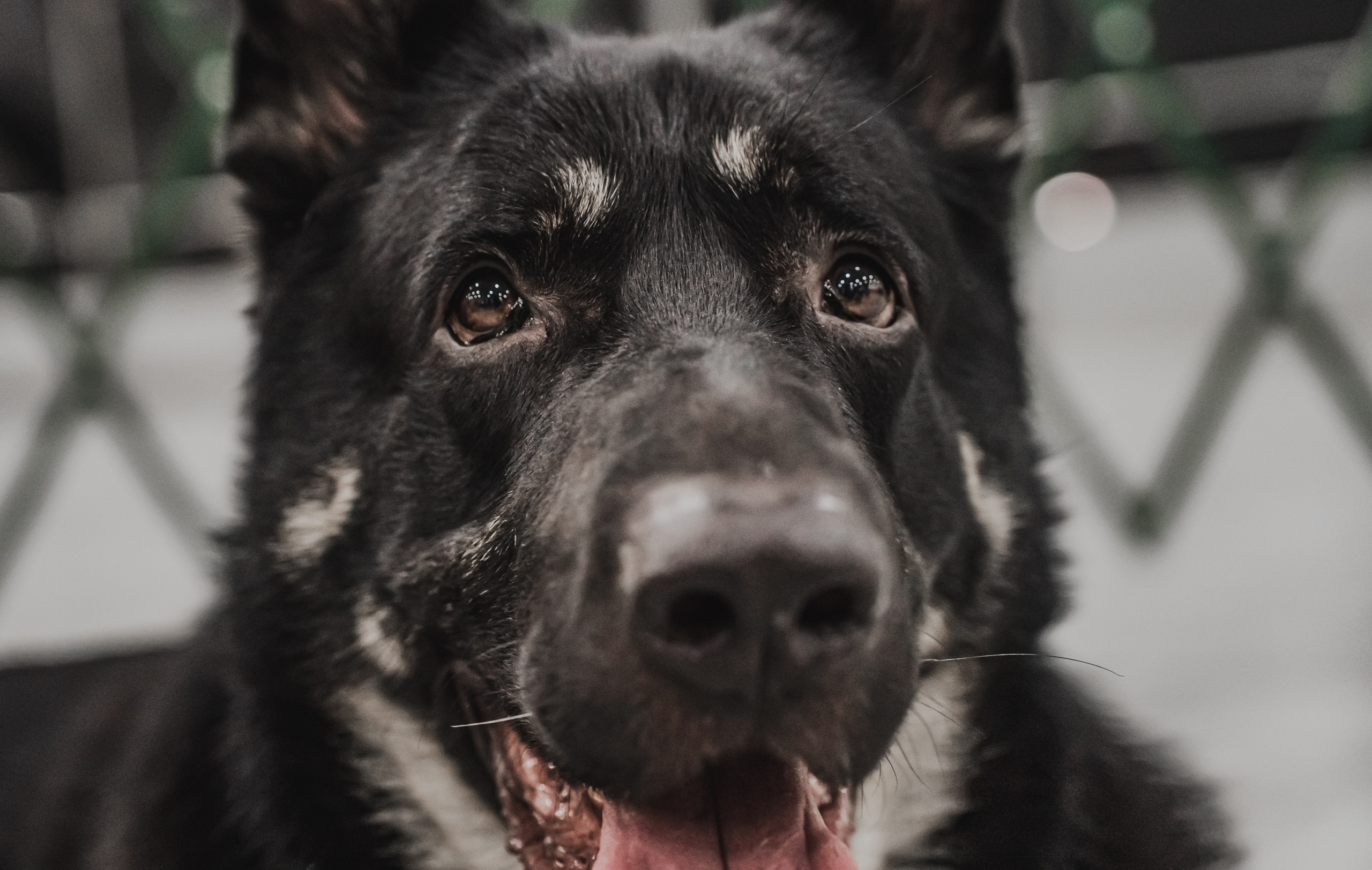 Международная выставка собак всех пород. Репортажный фотограф Анастасия Рубцова