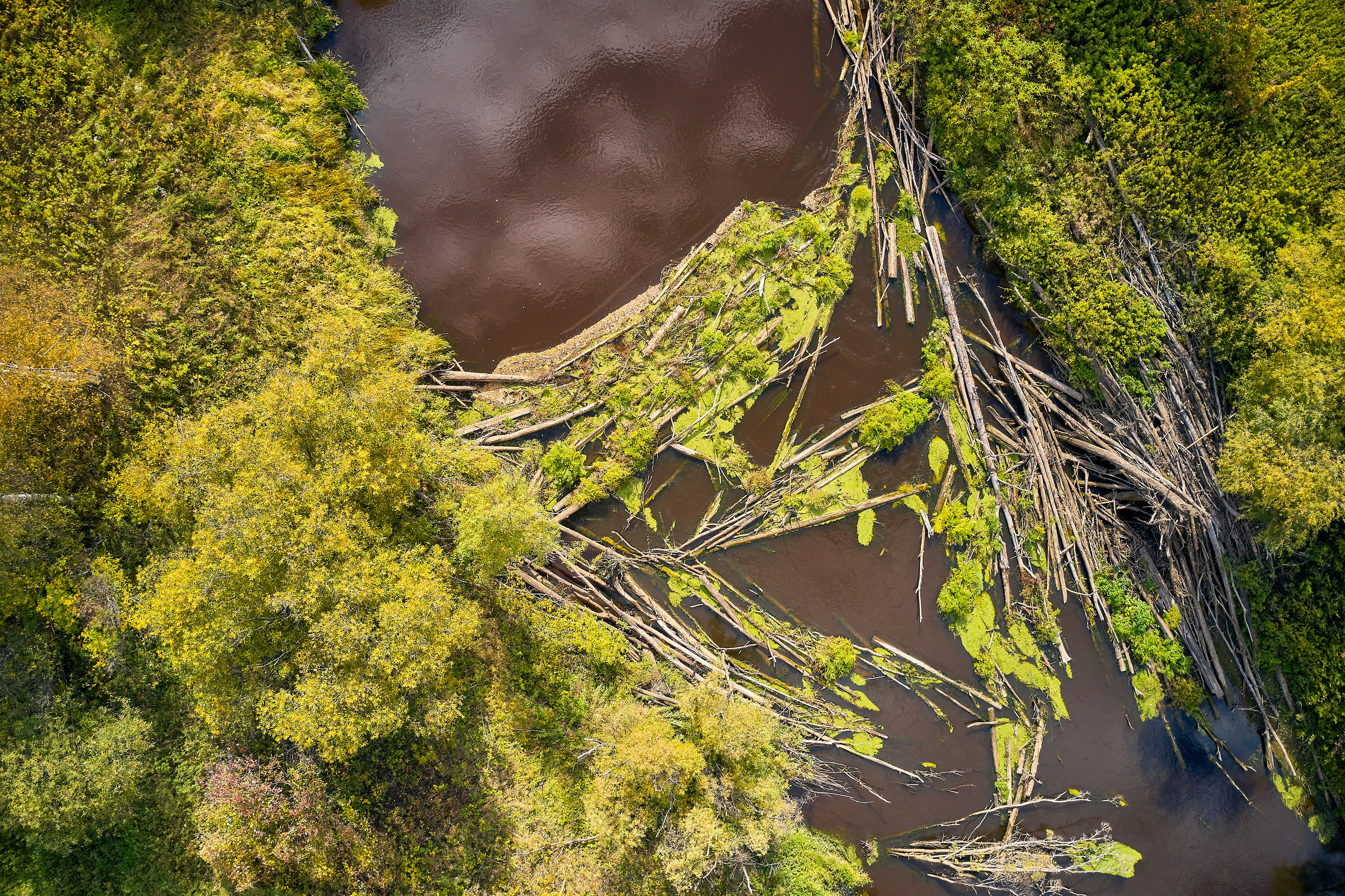 Съемка в полете. DMITRY MOISEENKO — фотограф, художник, топ-стилист
