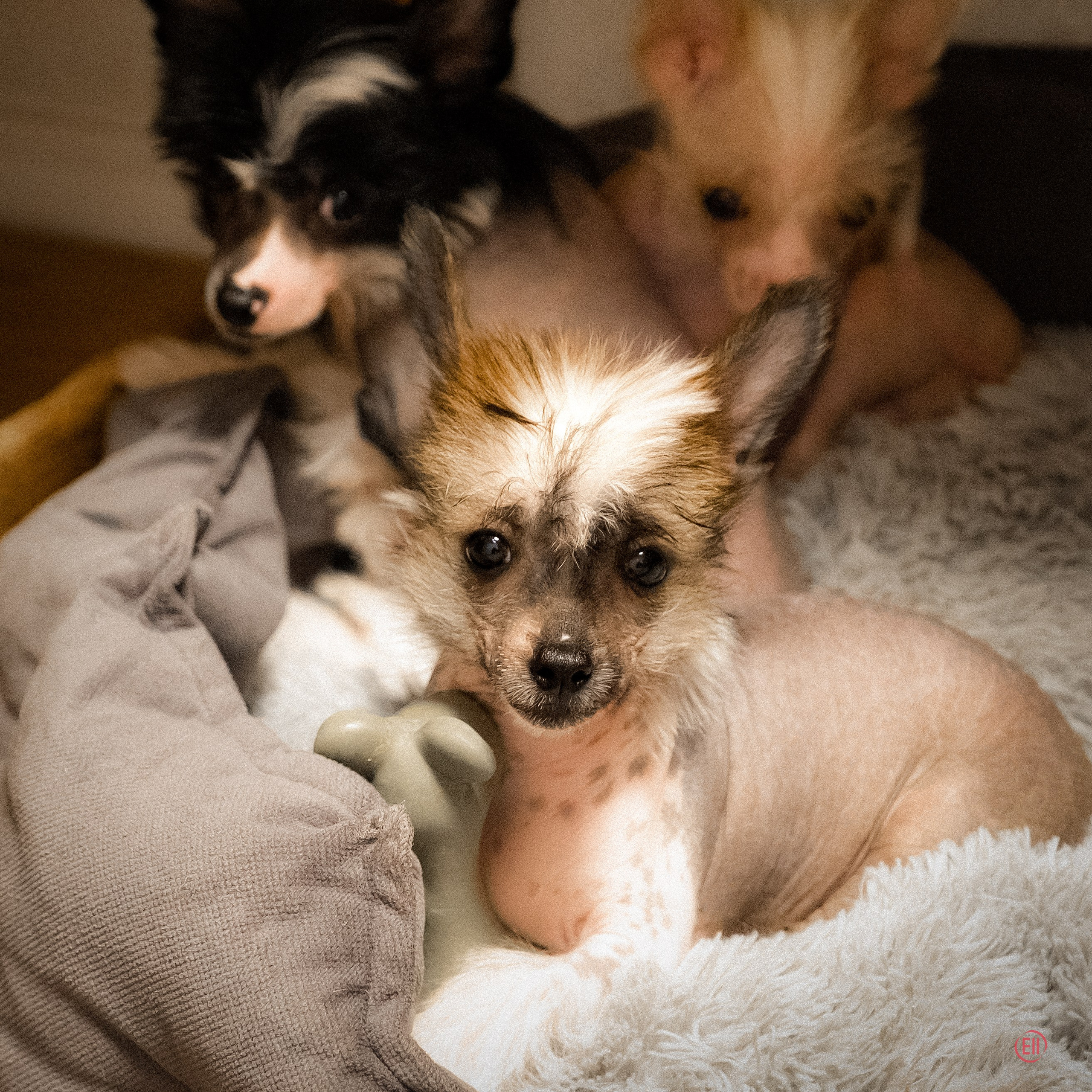 Poale Ell Deniz. Poale Ell Chinese Crested Dog Kennel: Buy a puppy from the kennel