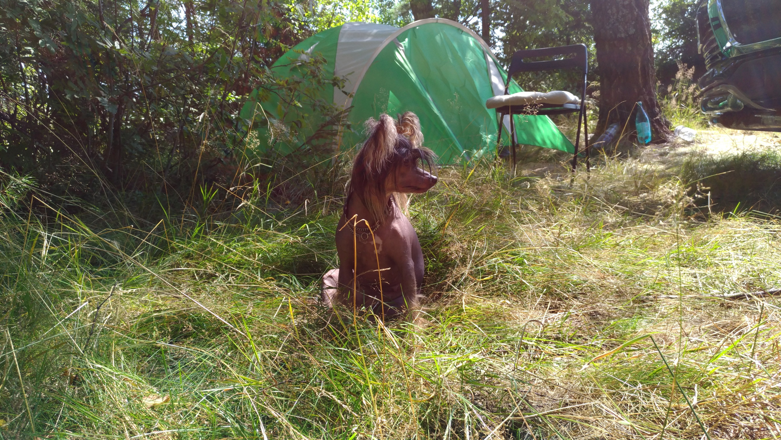 Hike to Konakovo. Poale Ell Chinese Crested Dog Kennel: Buy a puppy from the kennel