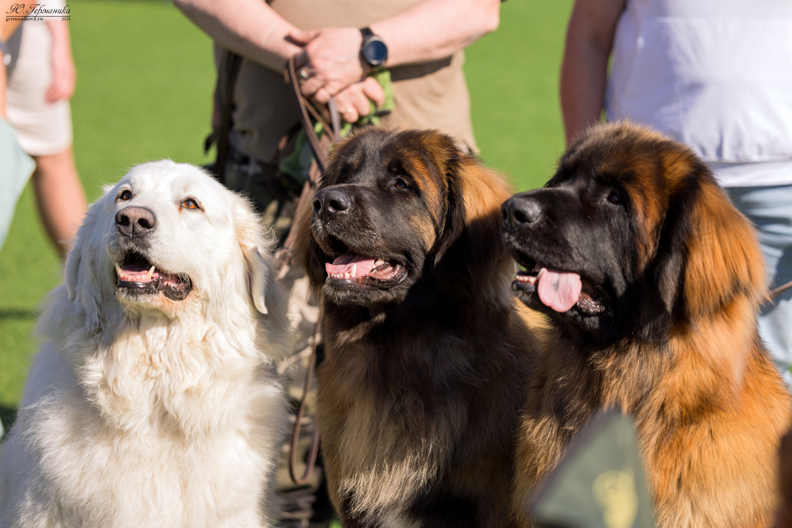 Суздаль 18-19.05.2024. Фотограф-анималист Юлия Германика