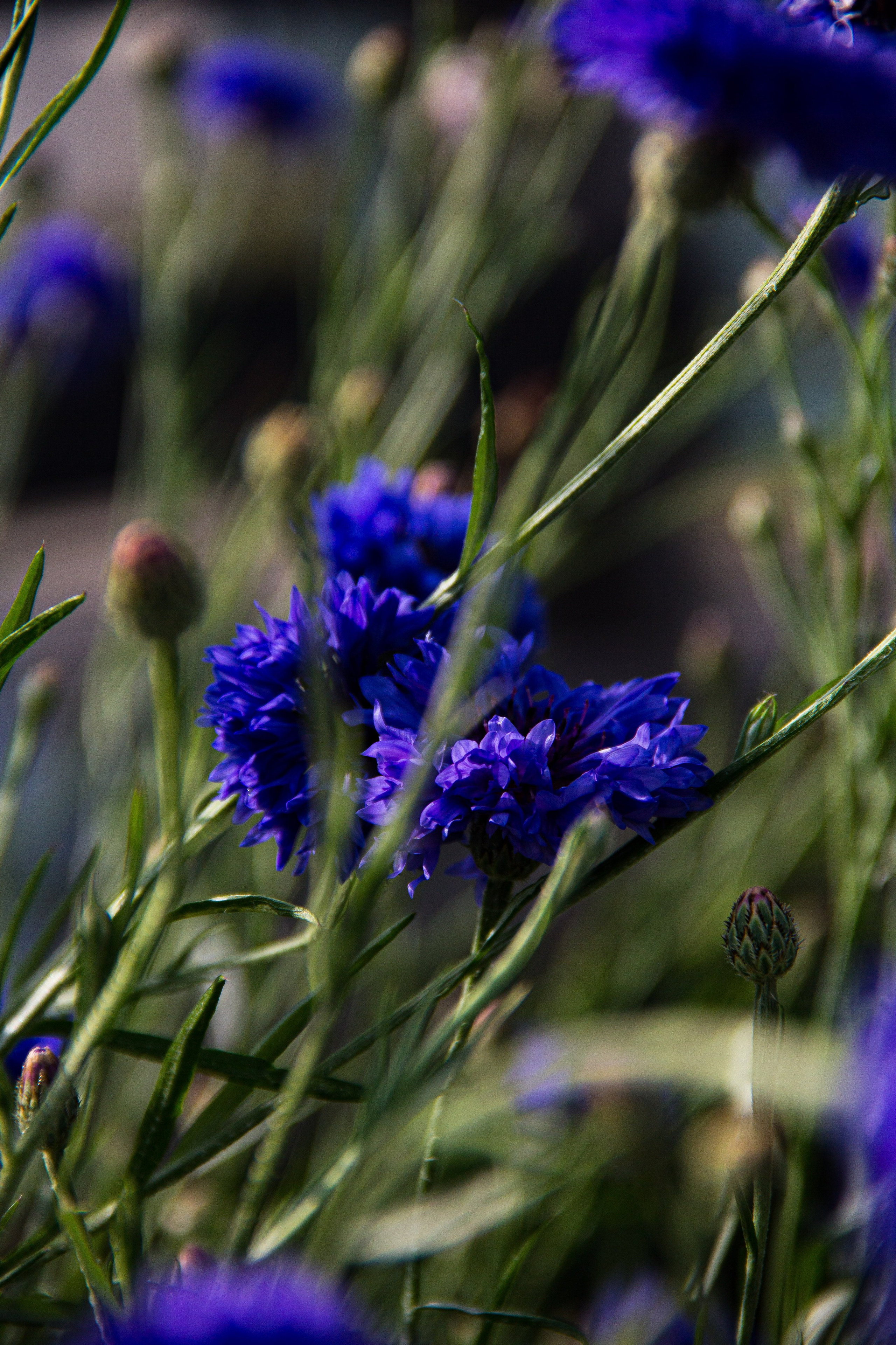 Subject: в саду. Фотограф в Перми Любовь Огородова | Авторские туры