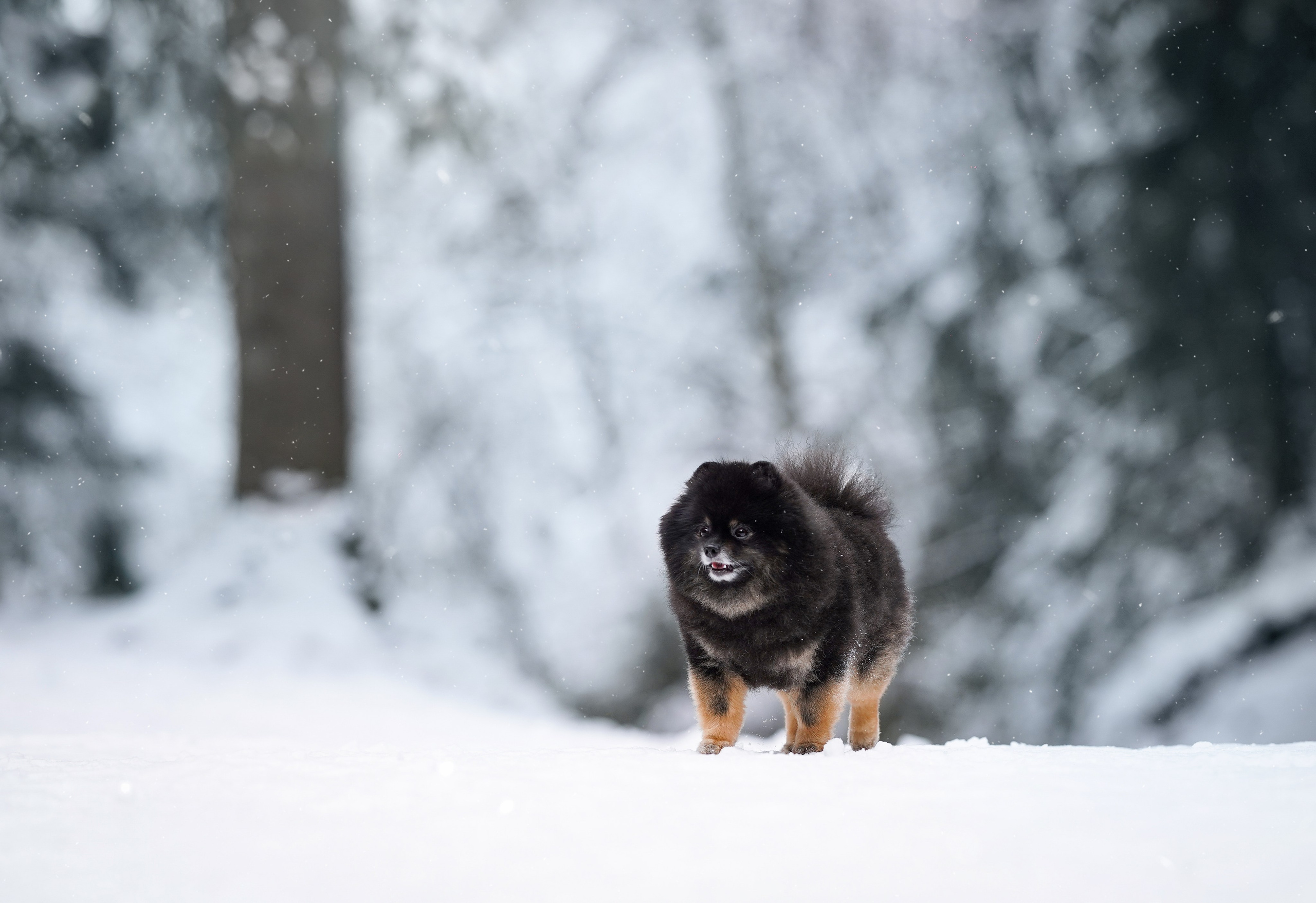 Бенчи и Арчи. Фотограф-анималист в Санкт-Петербурге Яна Мартынова
