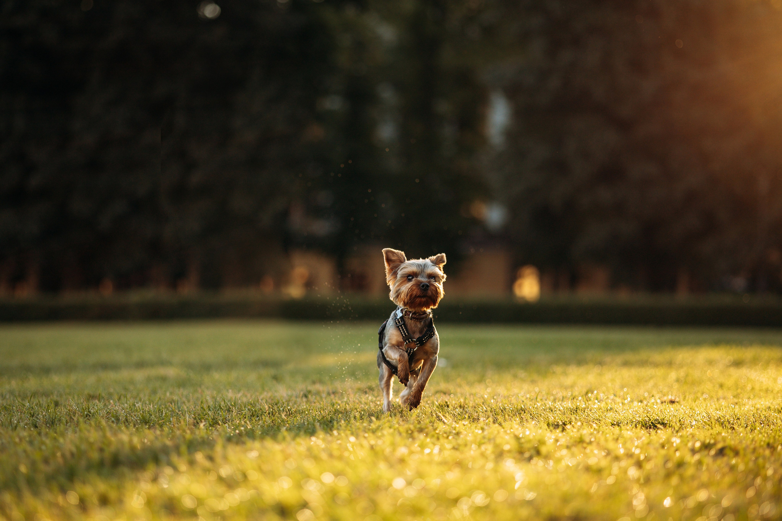 Филя и его семья. Фотограф — Анималист | Санкт-Петербург