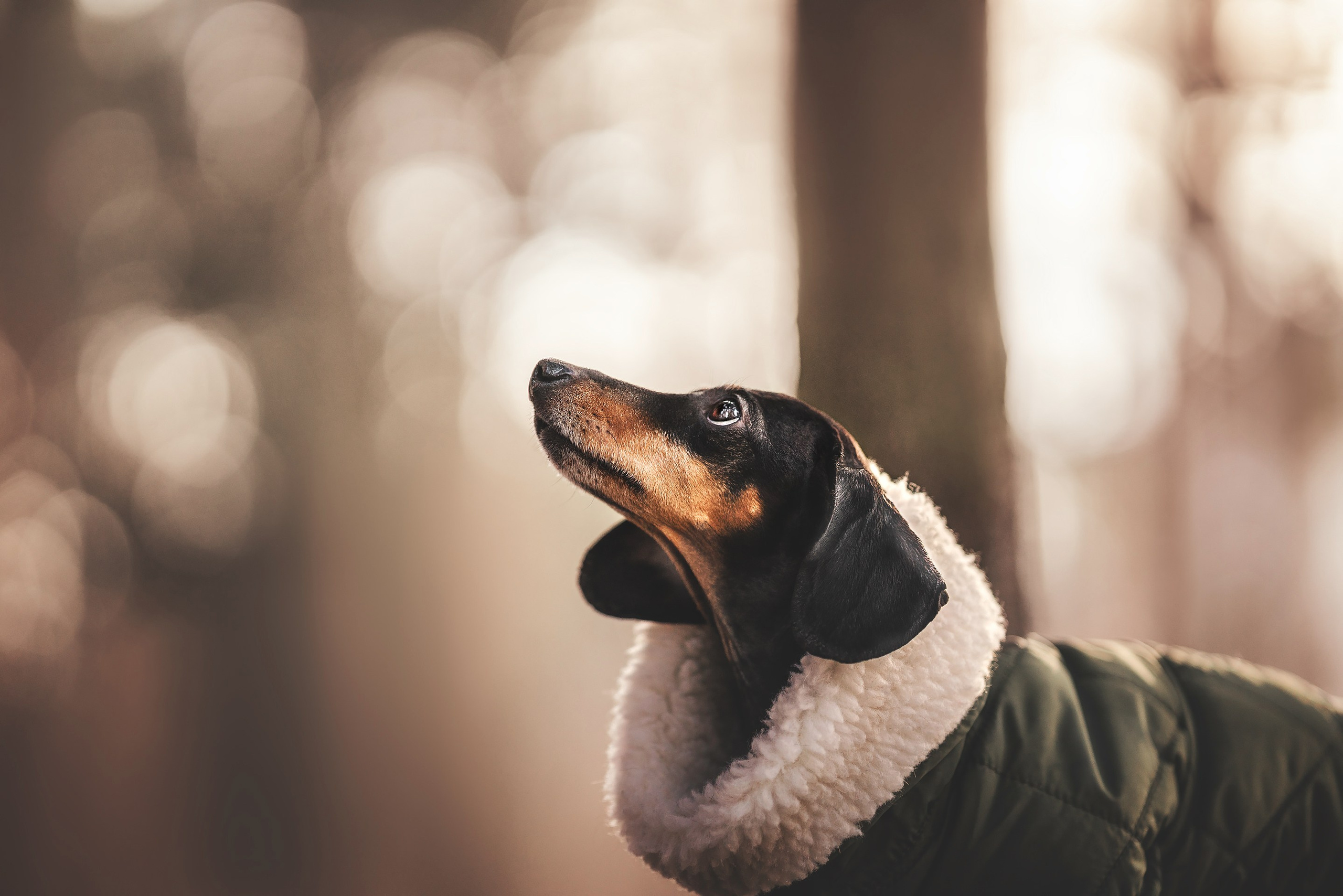 Клякса. Фотограф анималист Осипчикова Мария