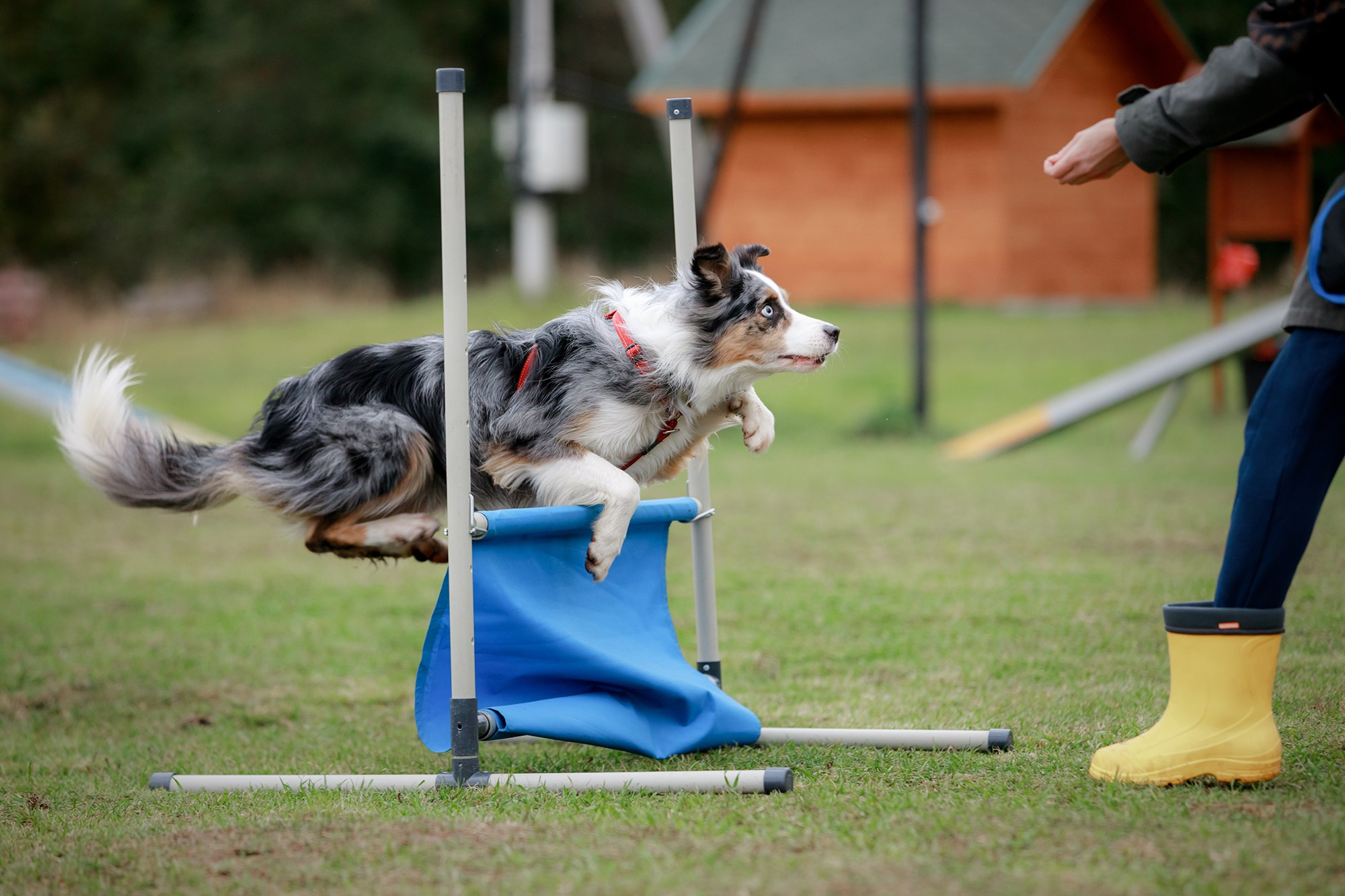 Лагерь по ОБД с Инной Баженовой. Фотограф-анималист Mary Mart — Москва, Питер