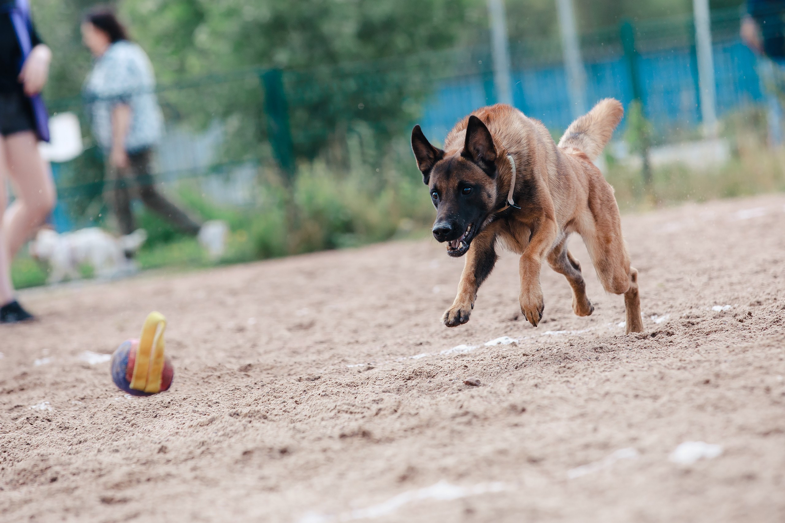 Питч&Гоу + веселые старты. Фотограф-анималист Mary Mart — Москва, Питер