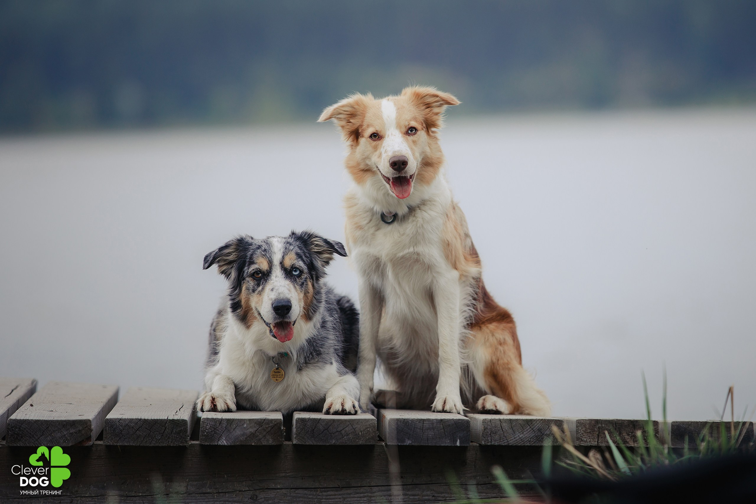 Кинологический лагерь CleverDog, 2024. Фотограф-анималист Mary Mart — Москва, Питер