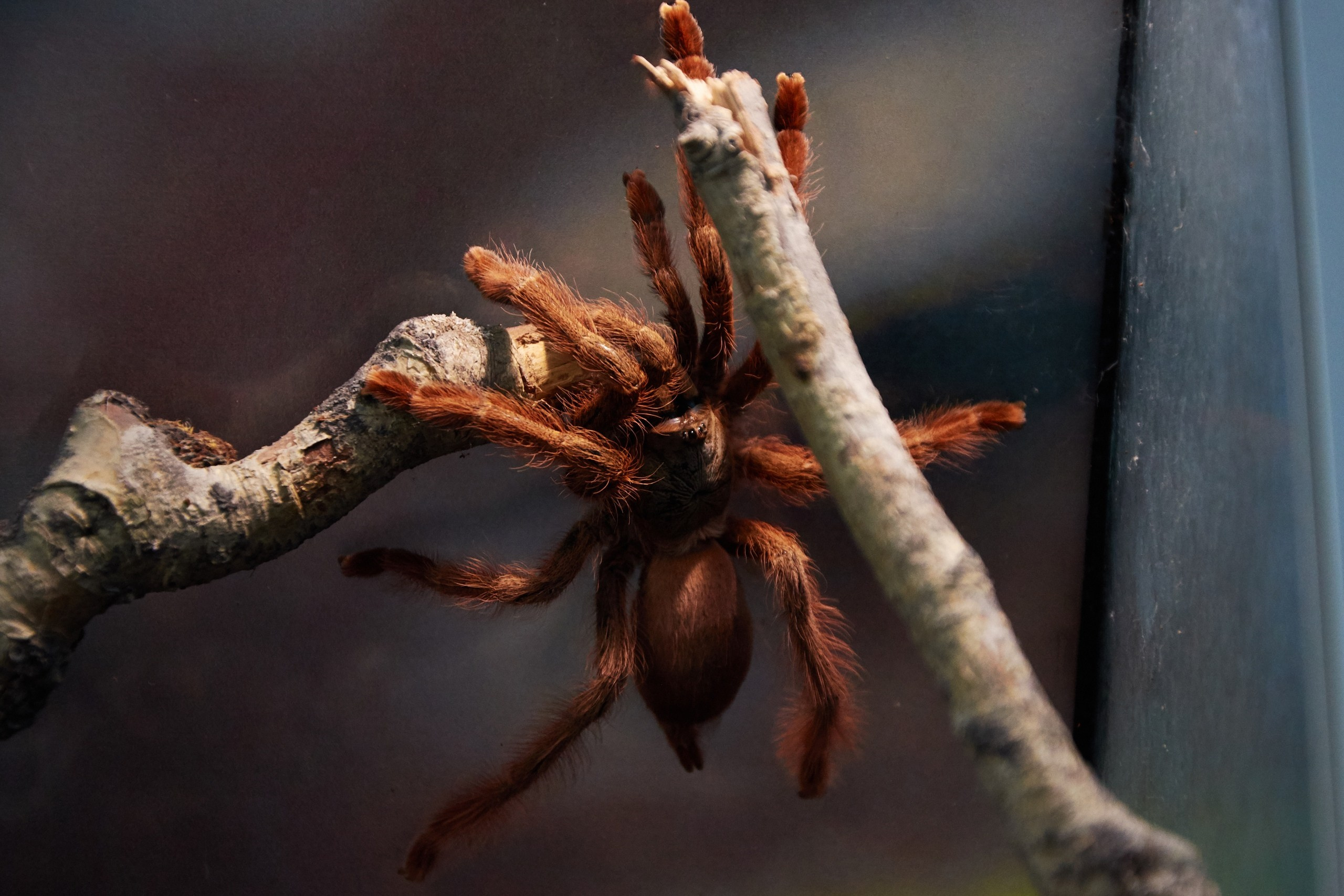 Ольга Чёкотова (Фотограф Кострома)