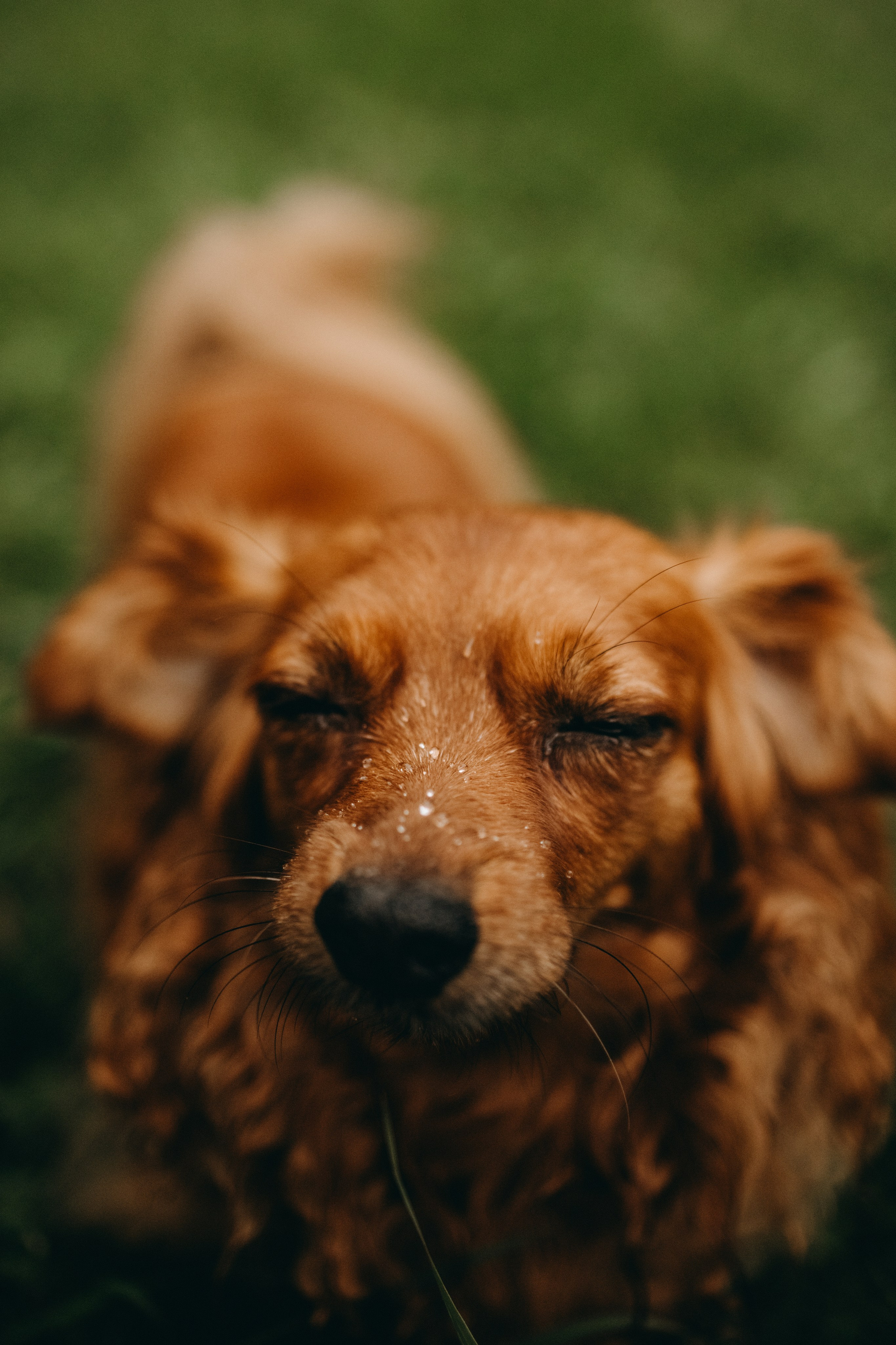 Жу и ее семья. Фотограф — Анималист | Санкт-Петербург